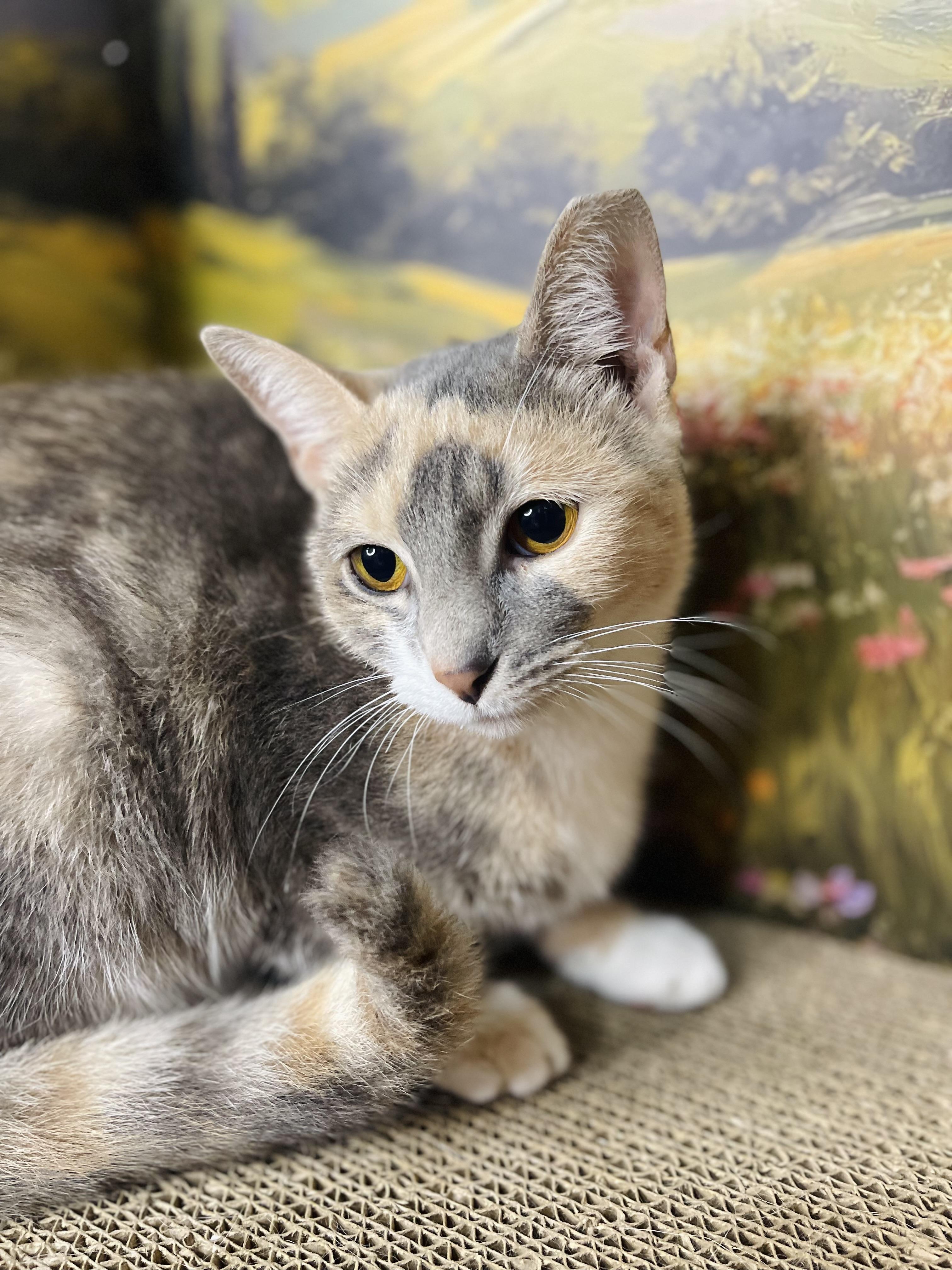 Enlarge Joel, an adopted Domestic Short Hair in Fort Pierce, FL image 1/4