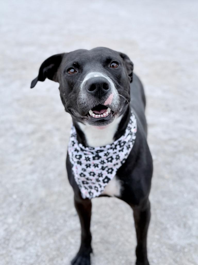 Enlarge Medusa, a Adoptable mixed breed in Muskegon, MI image 2/5