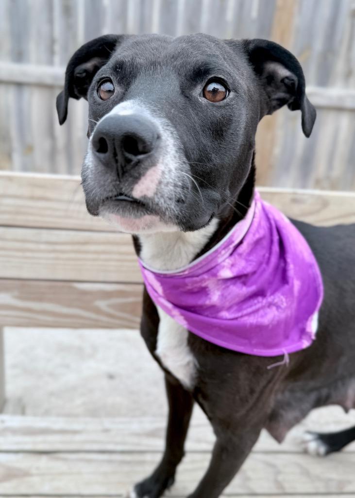 Enlarge Medusa, a Adoptable mixed breed in Muskegon, MI image 1/5