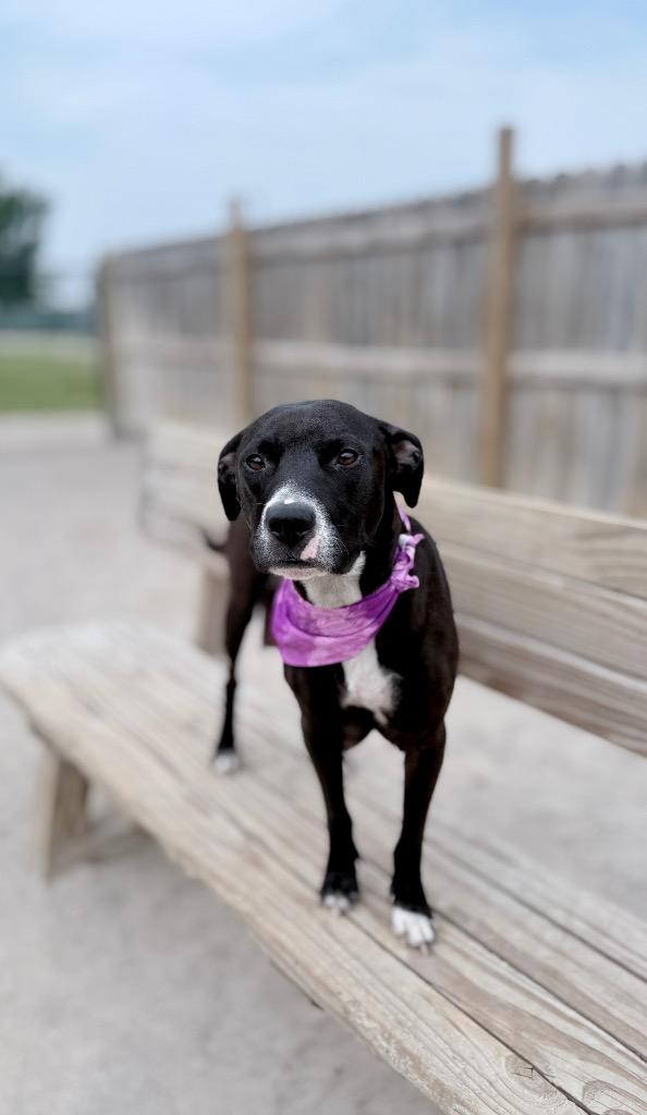 Enlarge Medusa, a Adoptable mixed breed in Muskegon, MI image 2/5