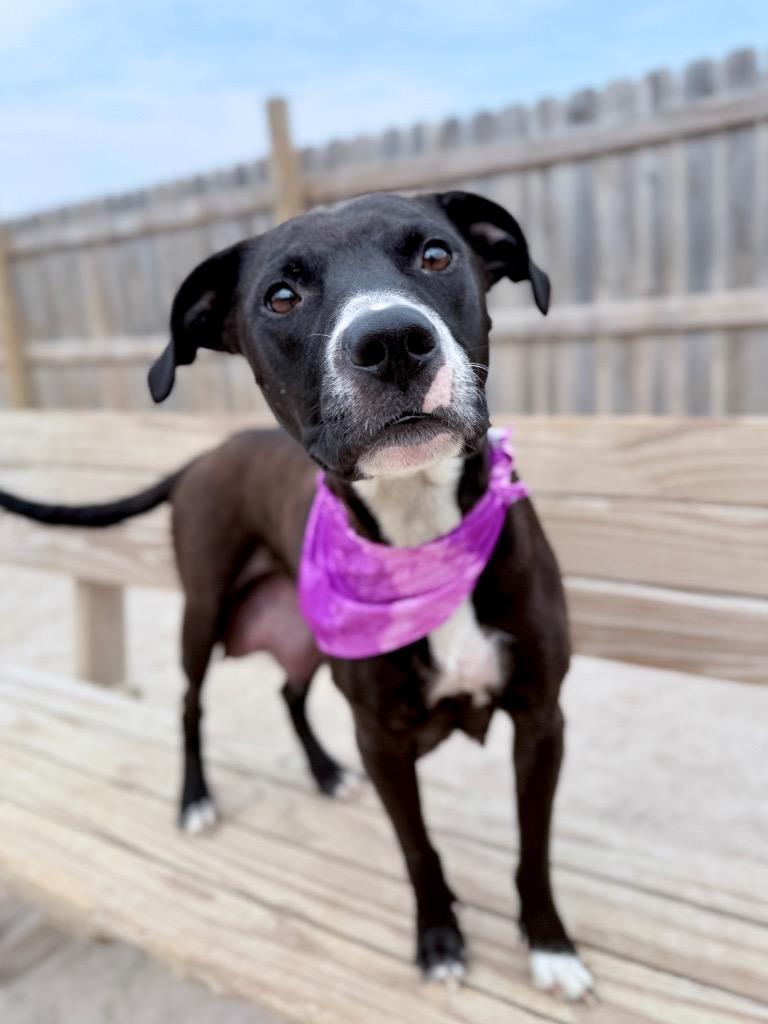 Enlarge Medusa, a Adoptable mixed breed in Muskegon, MI image 3/5