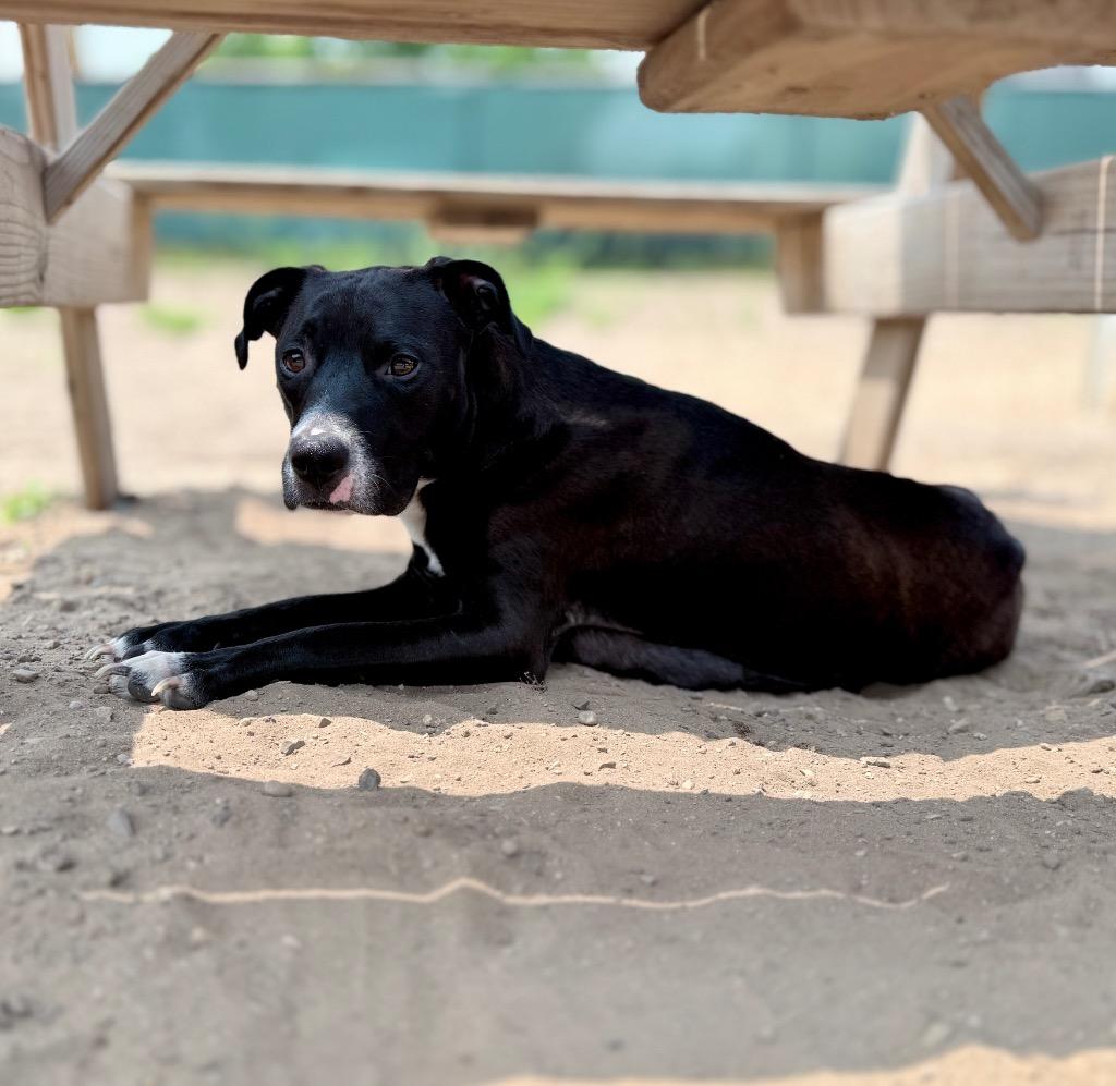 Enlarge Medusa, a Adoptable mixed breed in Muskegon, MI image 5/5