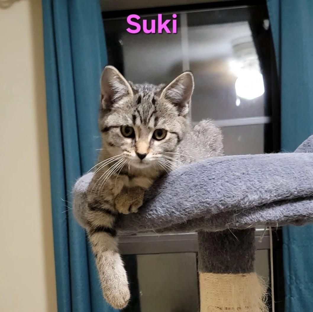 Suki - shy & loving 2