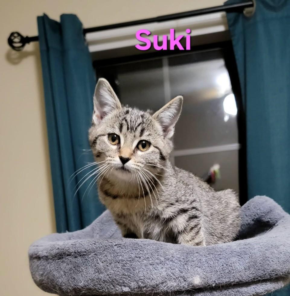 Suki - shy & loving 1