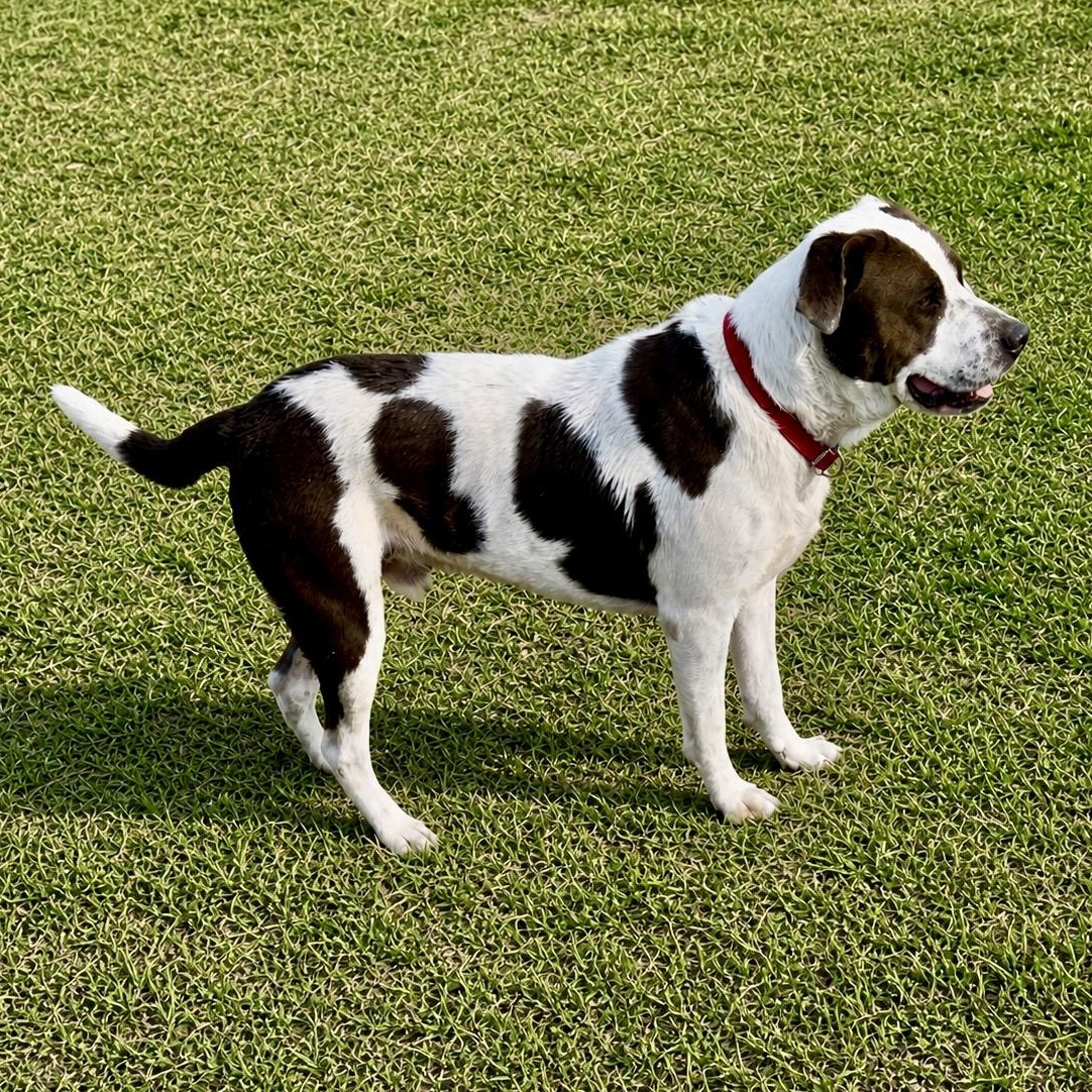 Bruce, a ADOPTABLE mixed breed in Boston, MA image 2/3