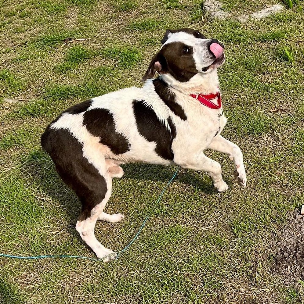 Bruce, a ADOPTABLE mixed breed in Boston, MA image 1/3