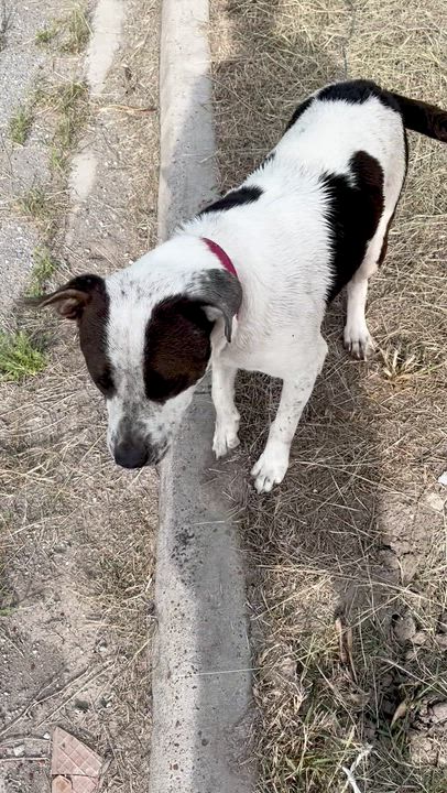 Enlarge Bruce, a ADOPTABLE mixed breed in Boston, MA video 3/3