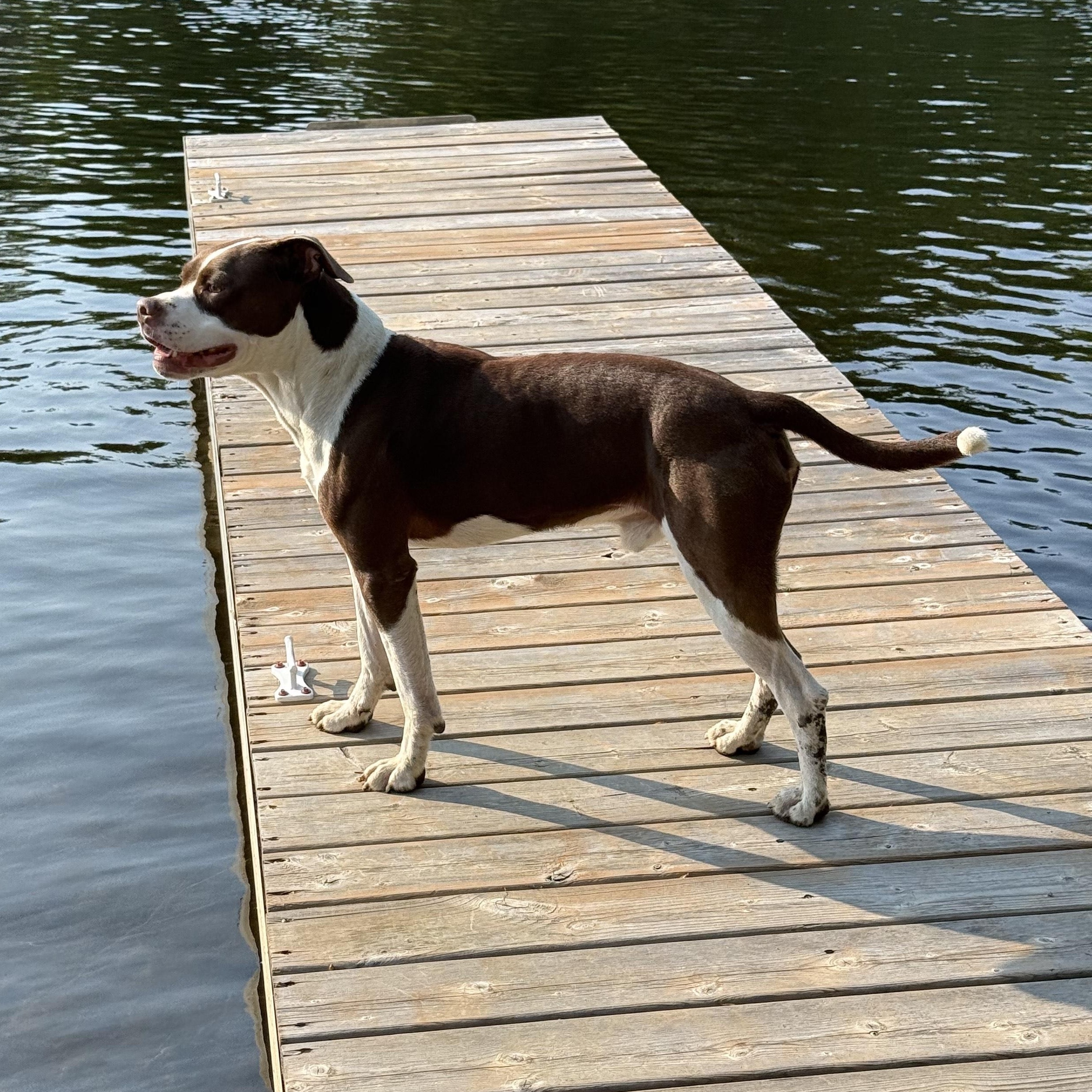 Snickers $1.00 ADOPTION FEE 4