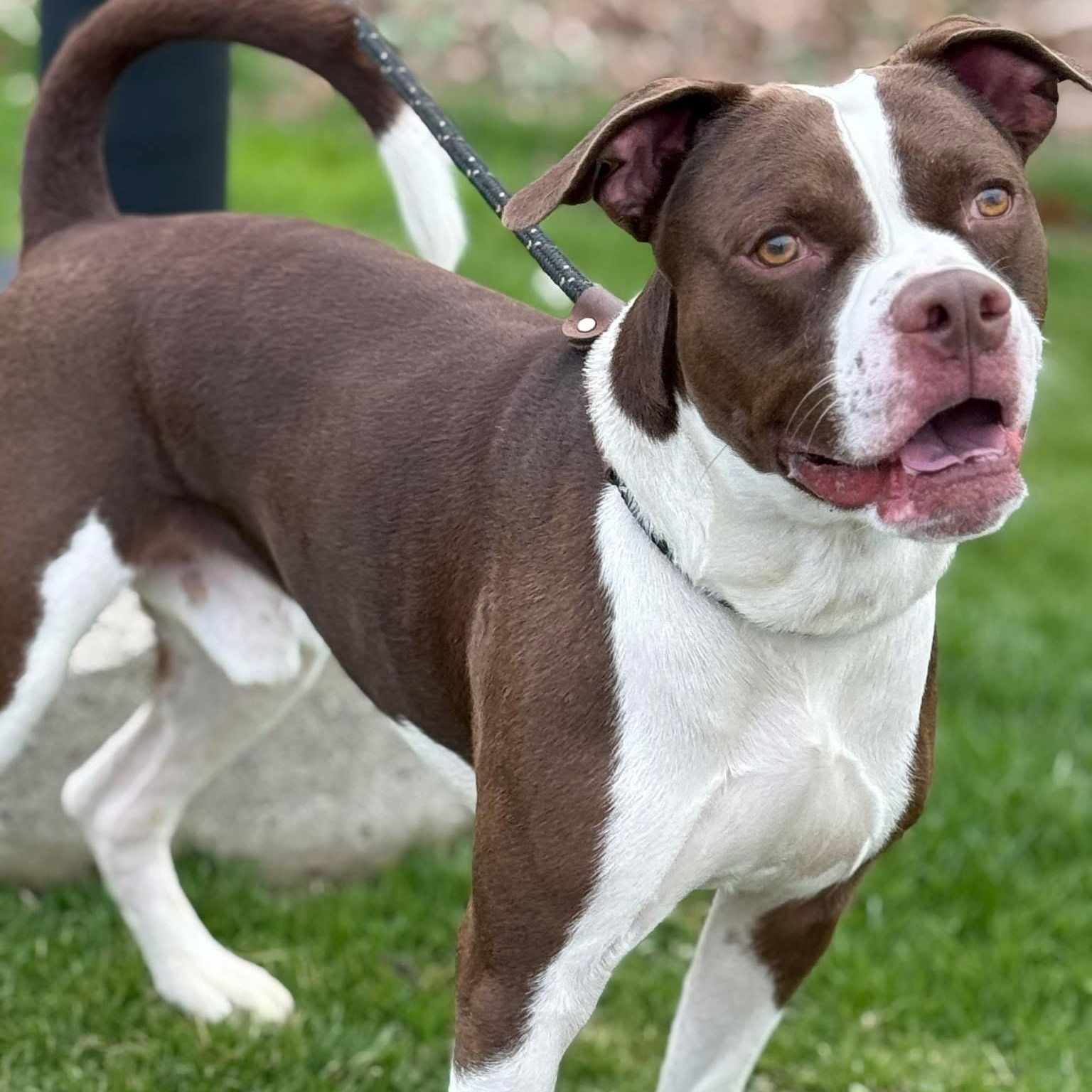 Snickers $1.00 ADOPTION FEE 2