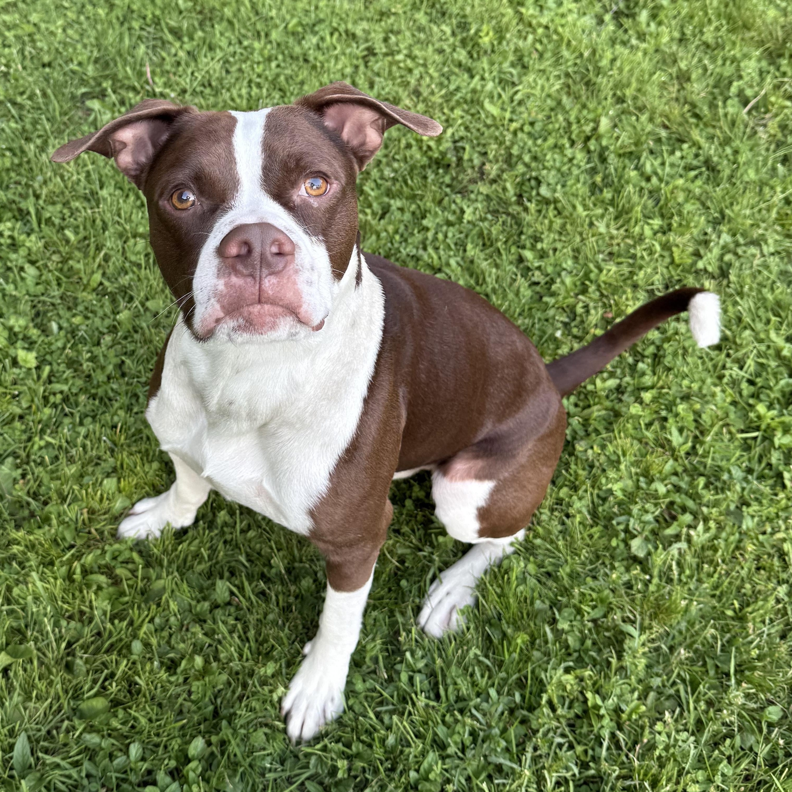 Snickers $1.00 ADOPTION FEE 3