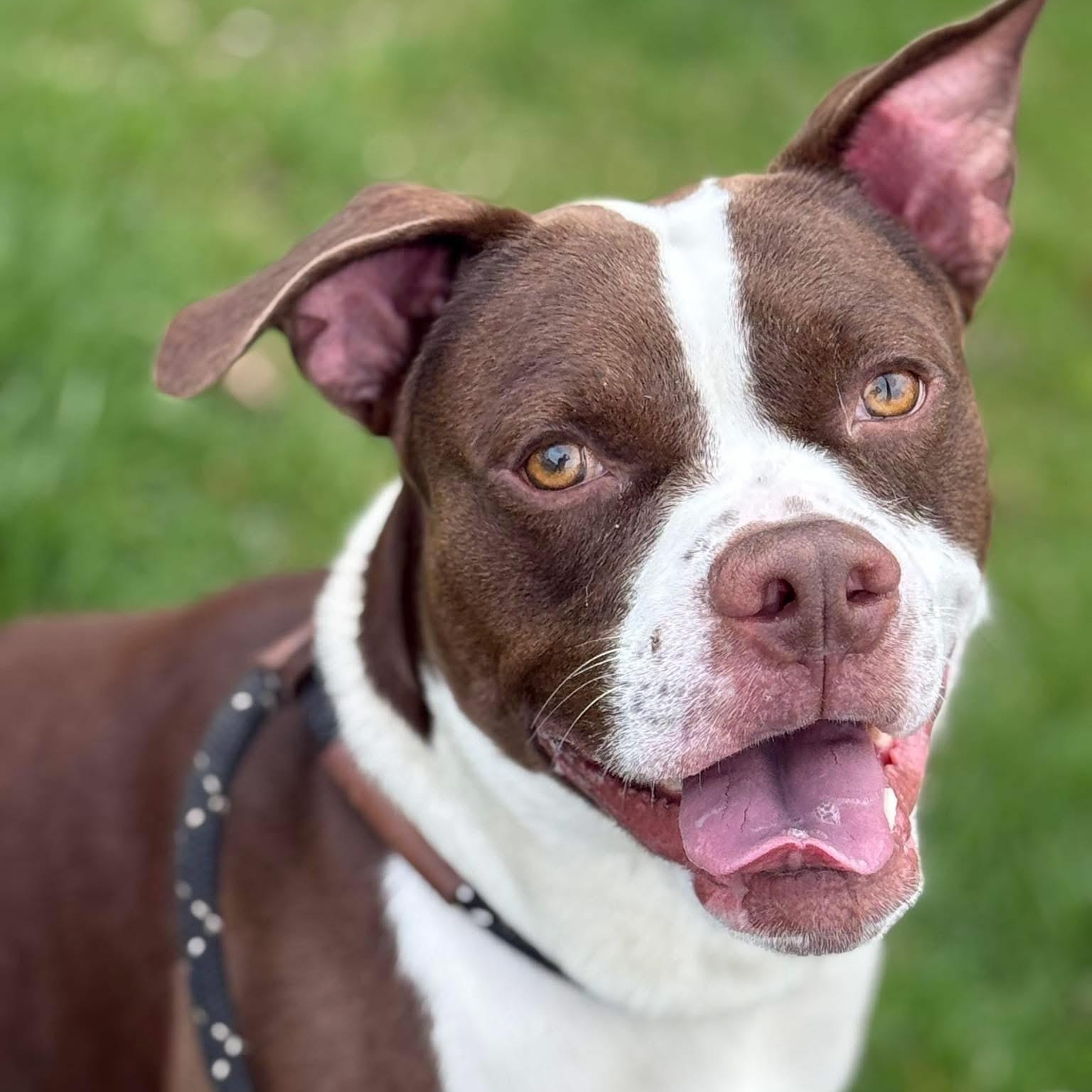 Snickers $1.00 ADOPTION FEE 5