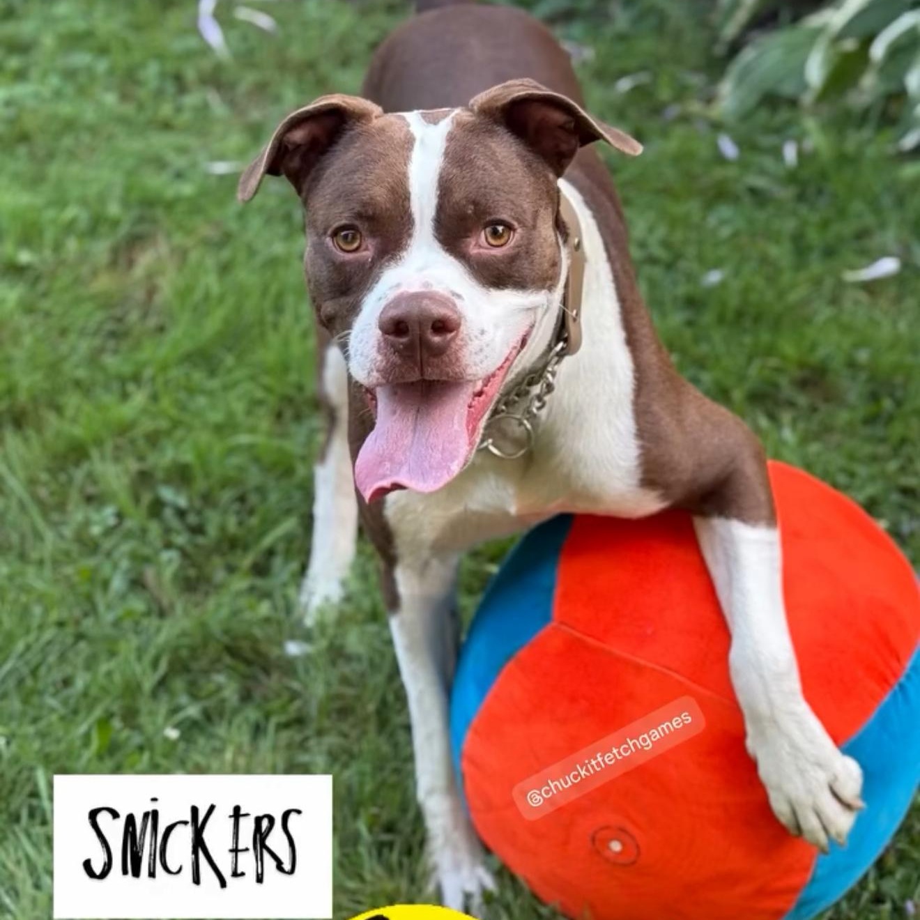 Snickers $1.00 ADOPTION FEE