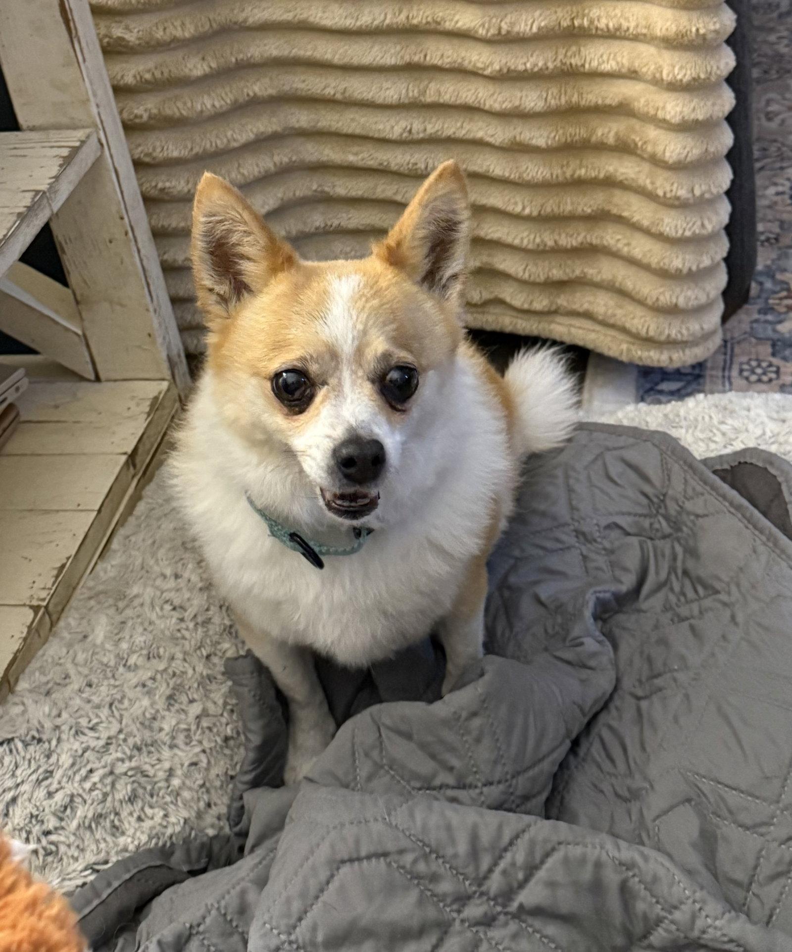 Suzie, Adoptable, Adult Female Chihuahua.