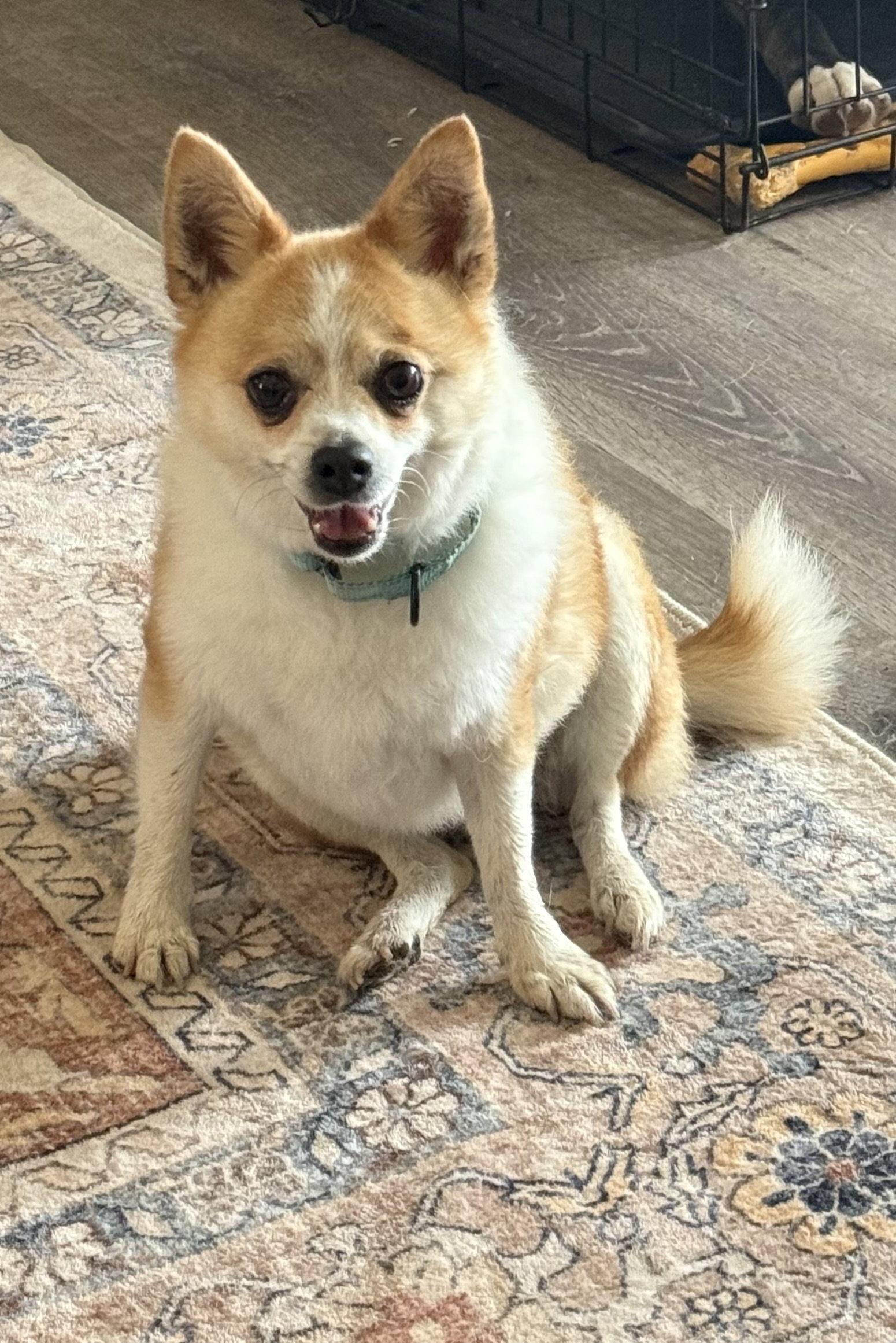 Enlarge Suzie, a Adoptable Chihuahua in Polson, MT image 2/2