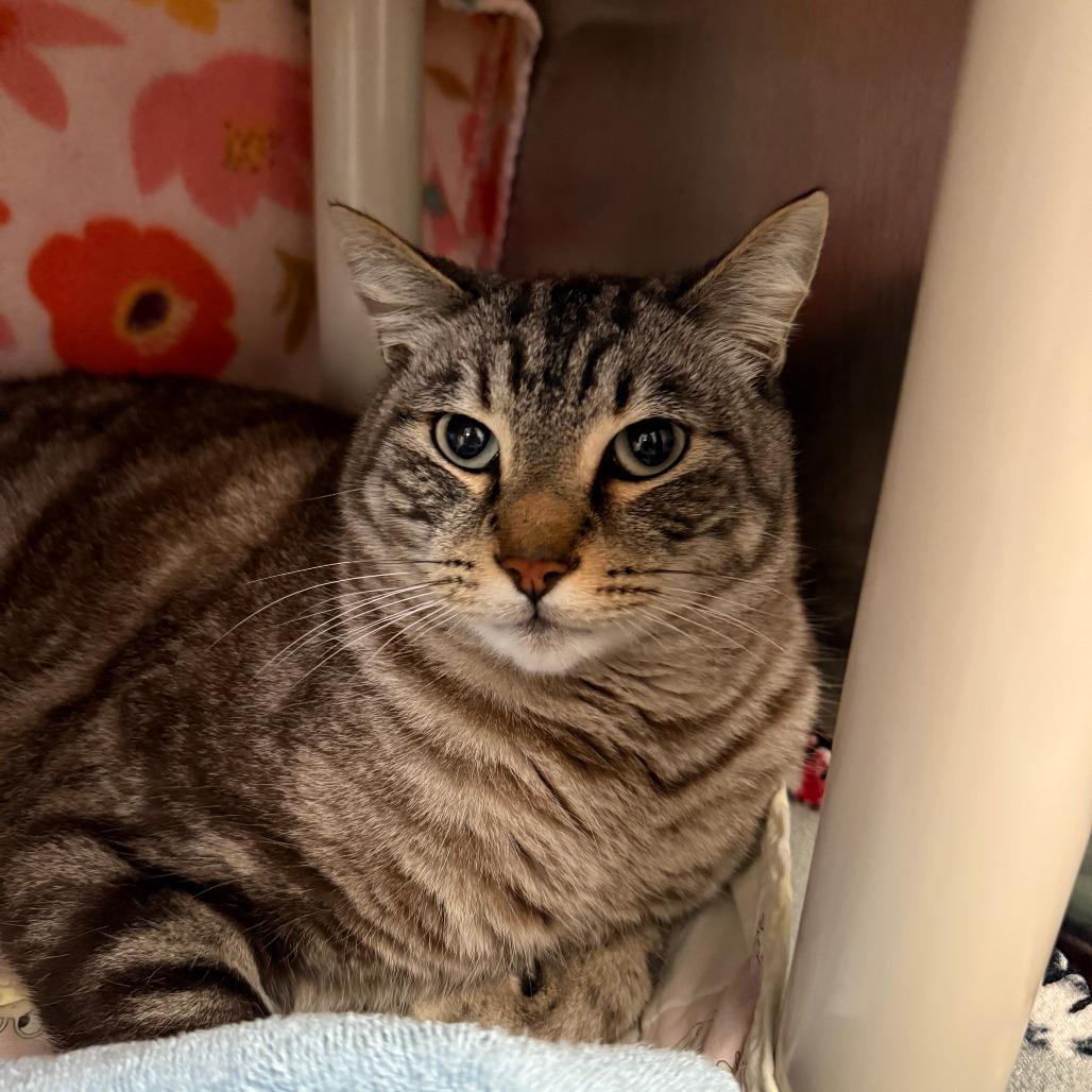 Tigger, a Adoptable Domestic Medium Hair in Canton, IL image 1/3