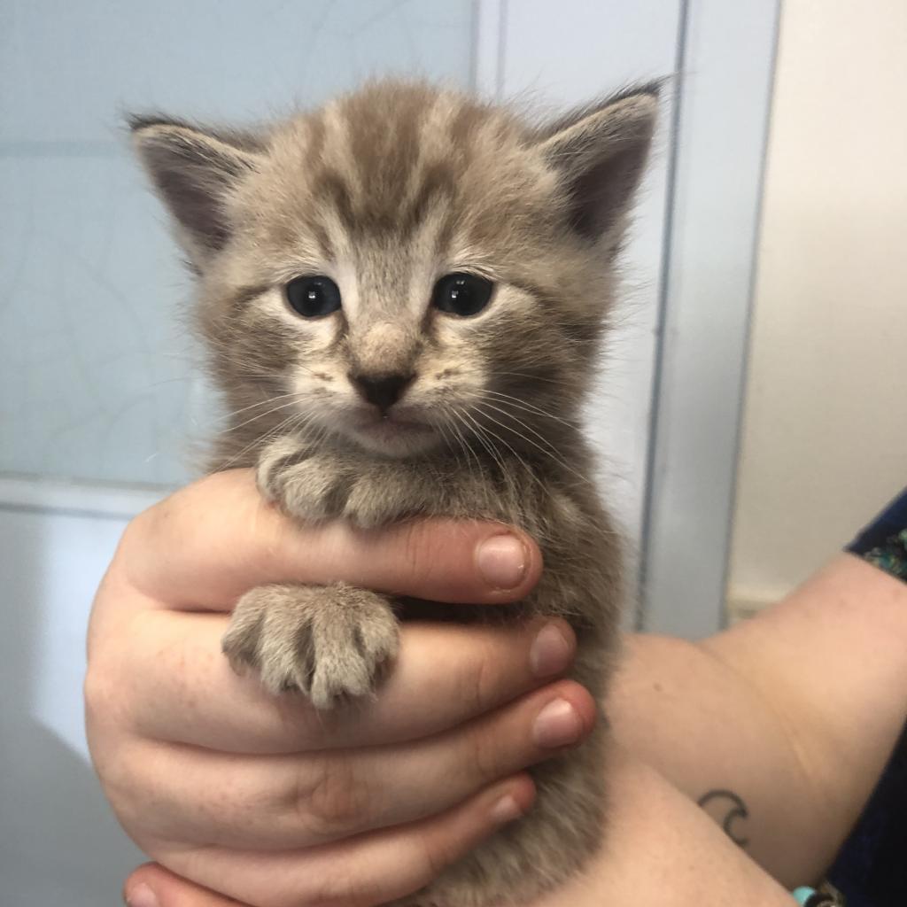 Tigger, a Adoptable Domestic Medium Hair in Canton, IL image 3/3