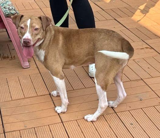 GOLDIE (ohiosdrescue@gmail.com), ADOPTABLE, Adult Female Hound.