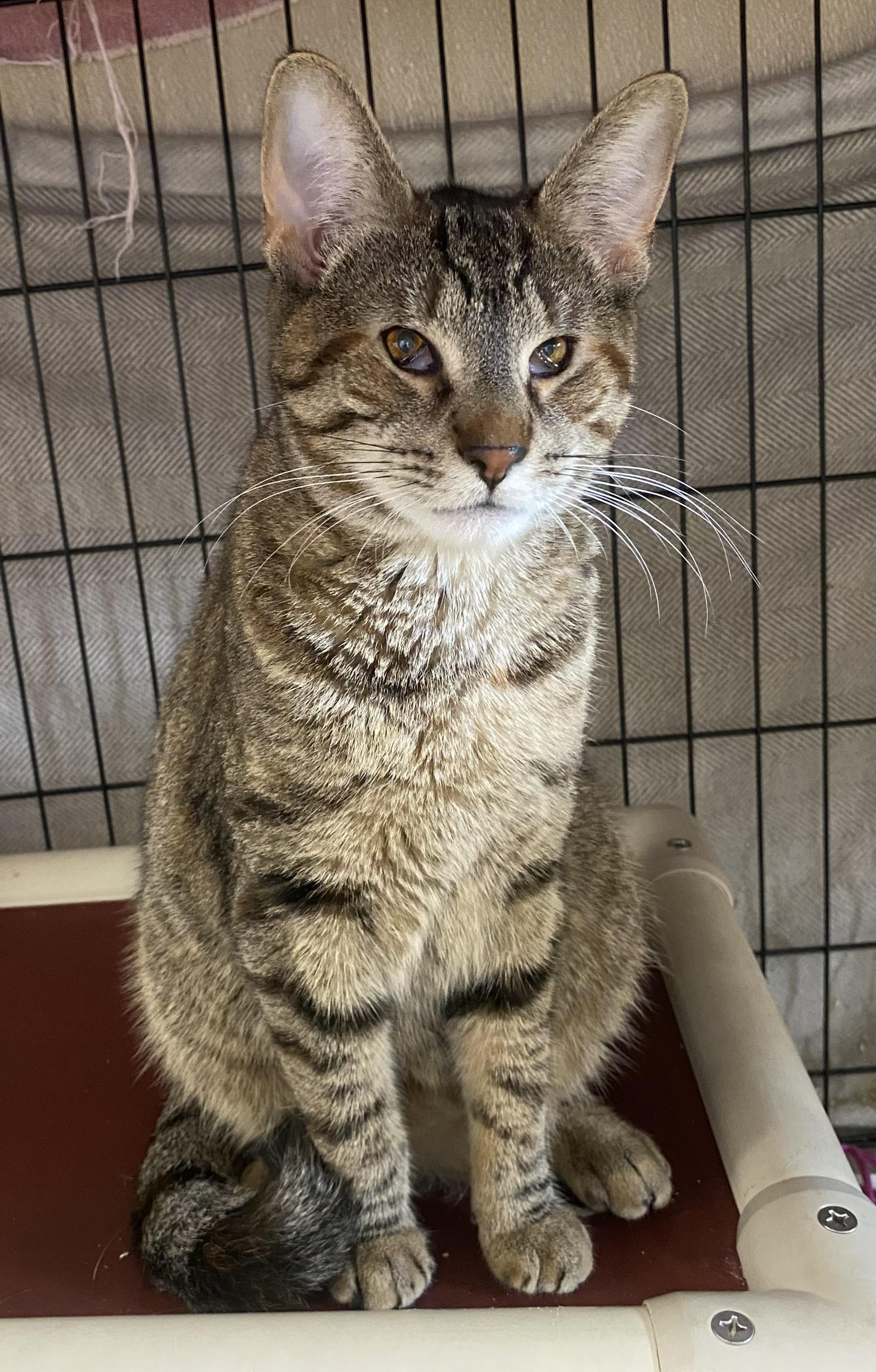 Enyo, Deino, and Pemphredo, a Adoptable Domestic Short Hair in Somerset, NJ image 3/5