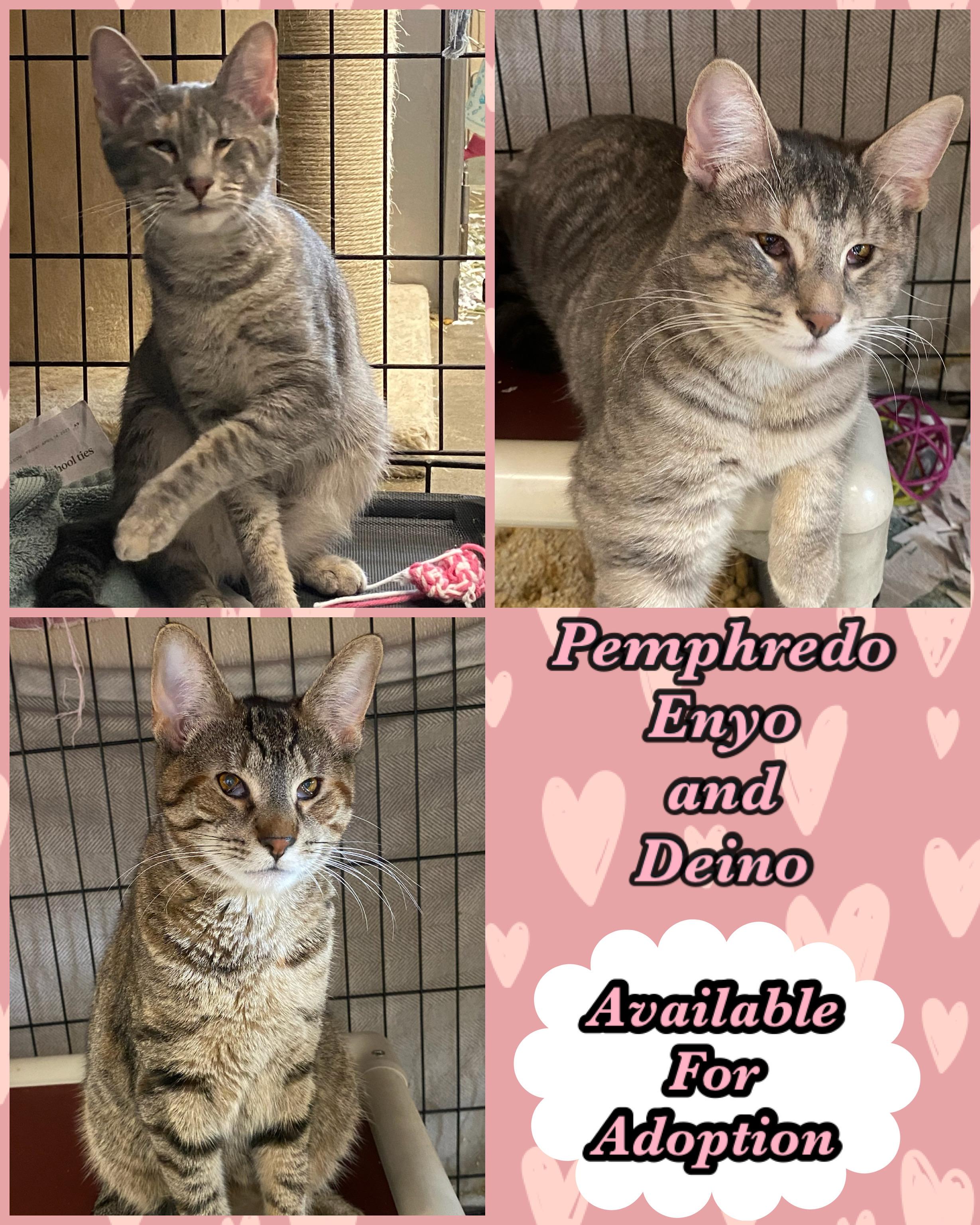 Enyo, Deino, and Pemphredo, Adoptable, Young Female Domestic Short Hair.