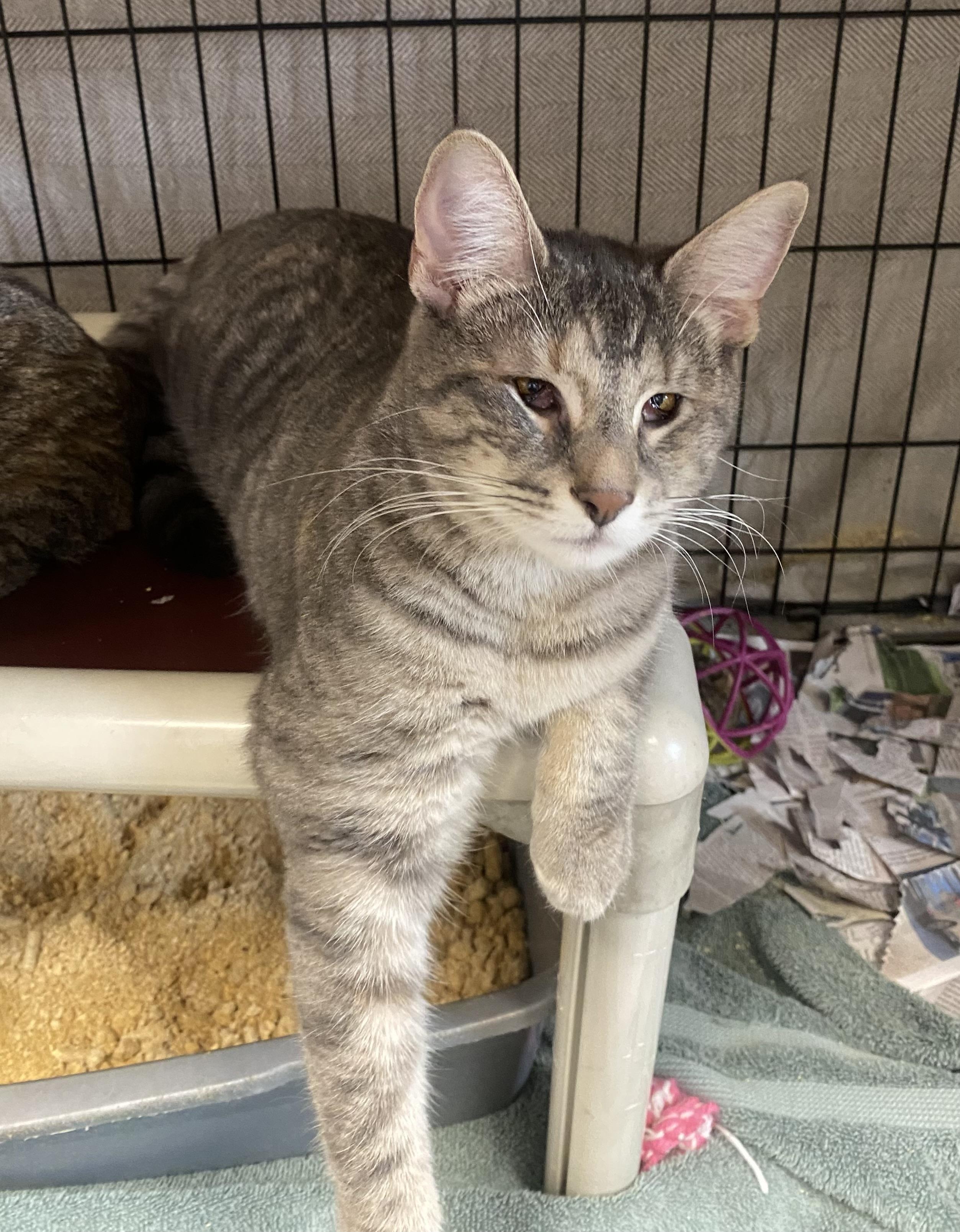 Enyo, Deino, and Pemphredo, a Adoptable Domestic Short Hair in Somerset, NJ image 4/5