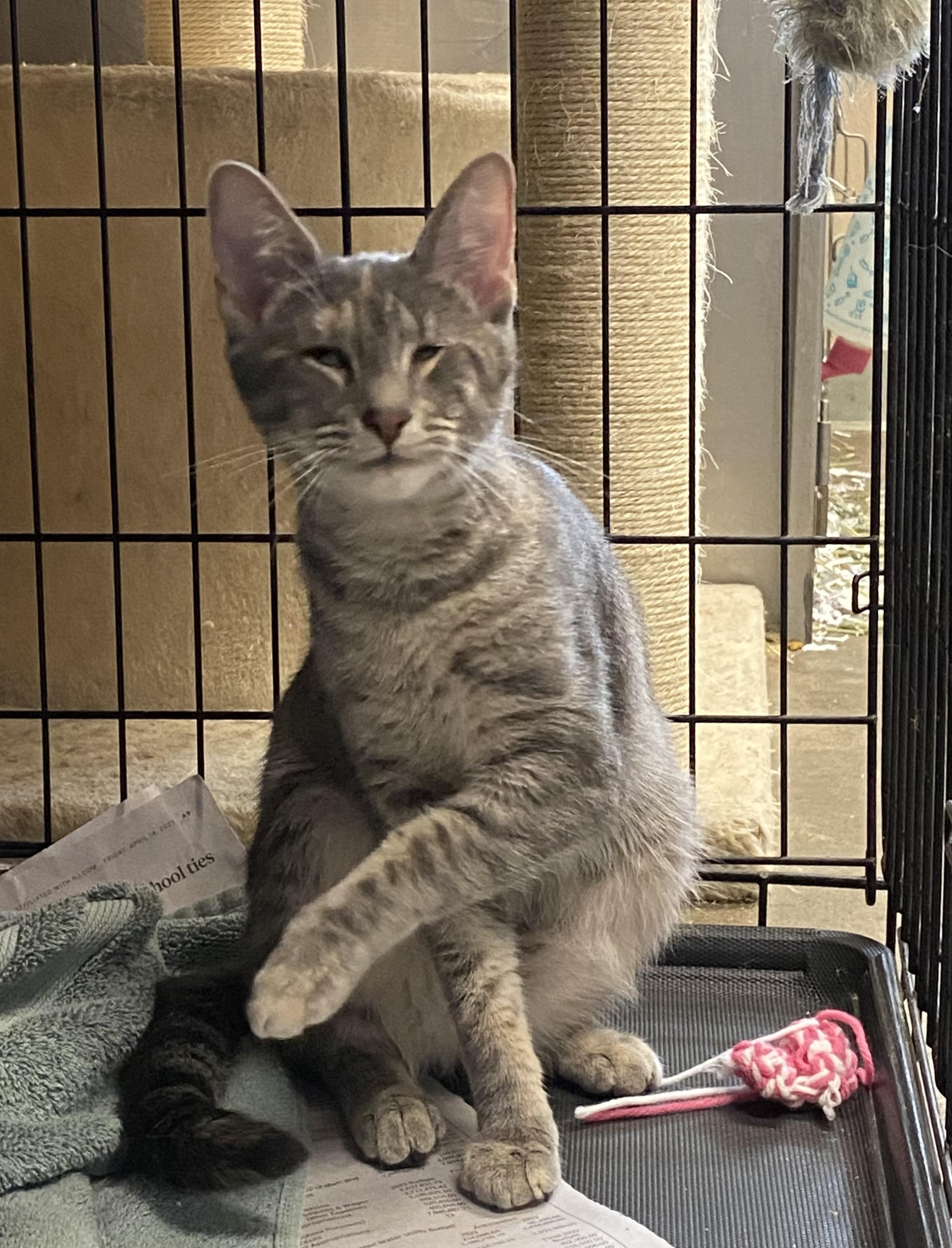 Enyo, Deino, and Pemphredo, a Adoptable Domestic Short Hair in Somerset, NJ image 5/5