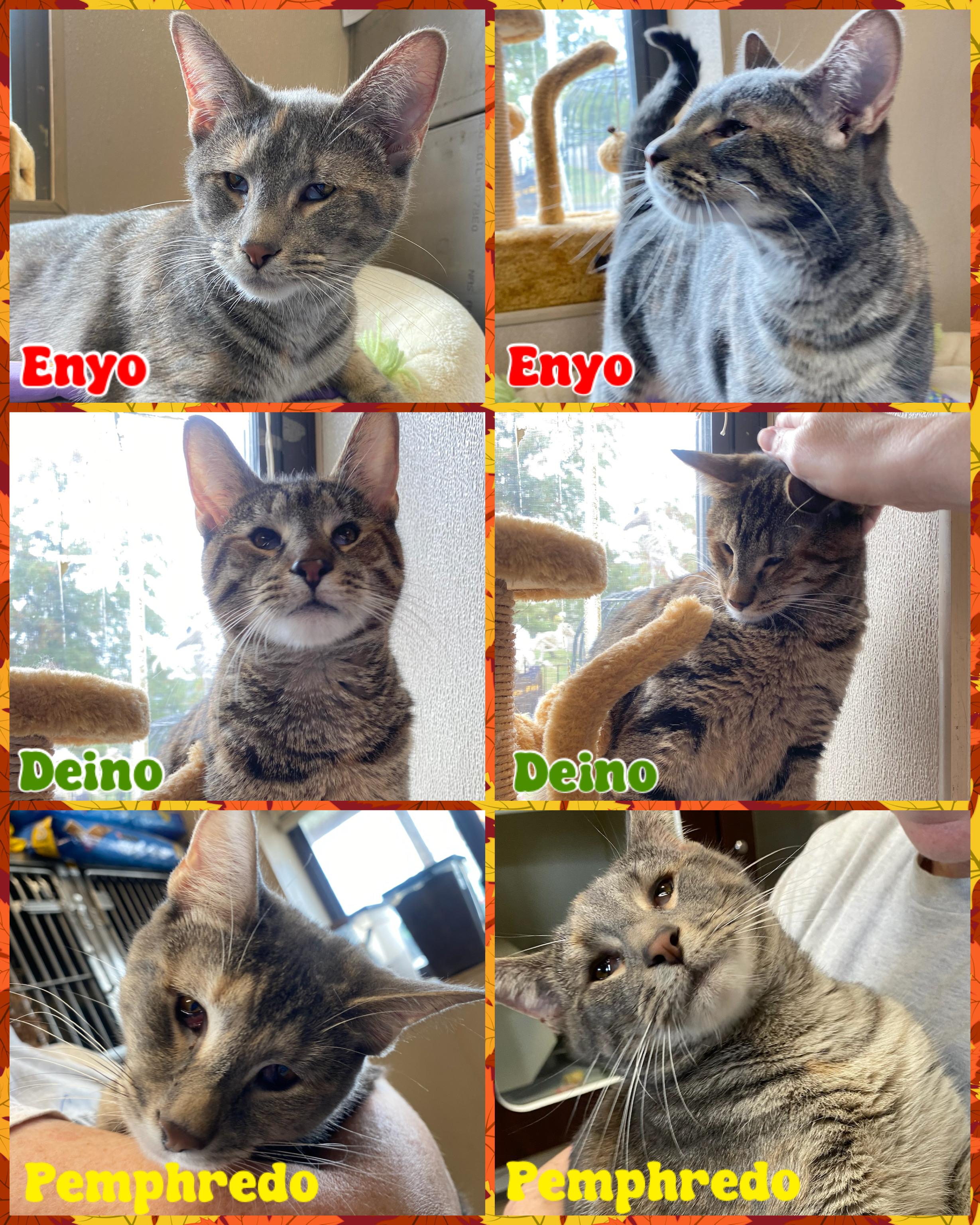 Enyo, Deino, and Pemphredo, a Adoptable Domestic Short Hair in Somerset, NJ image 2/5