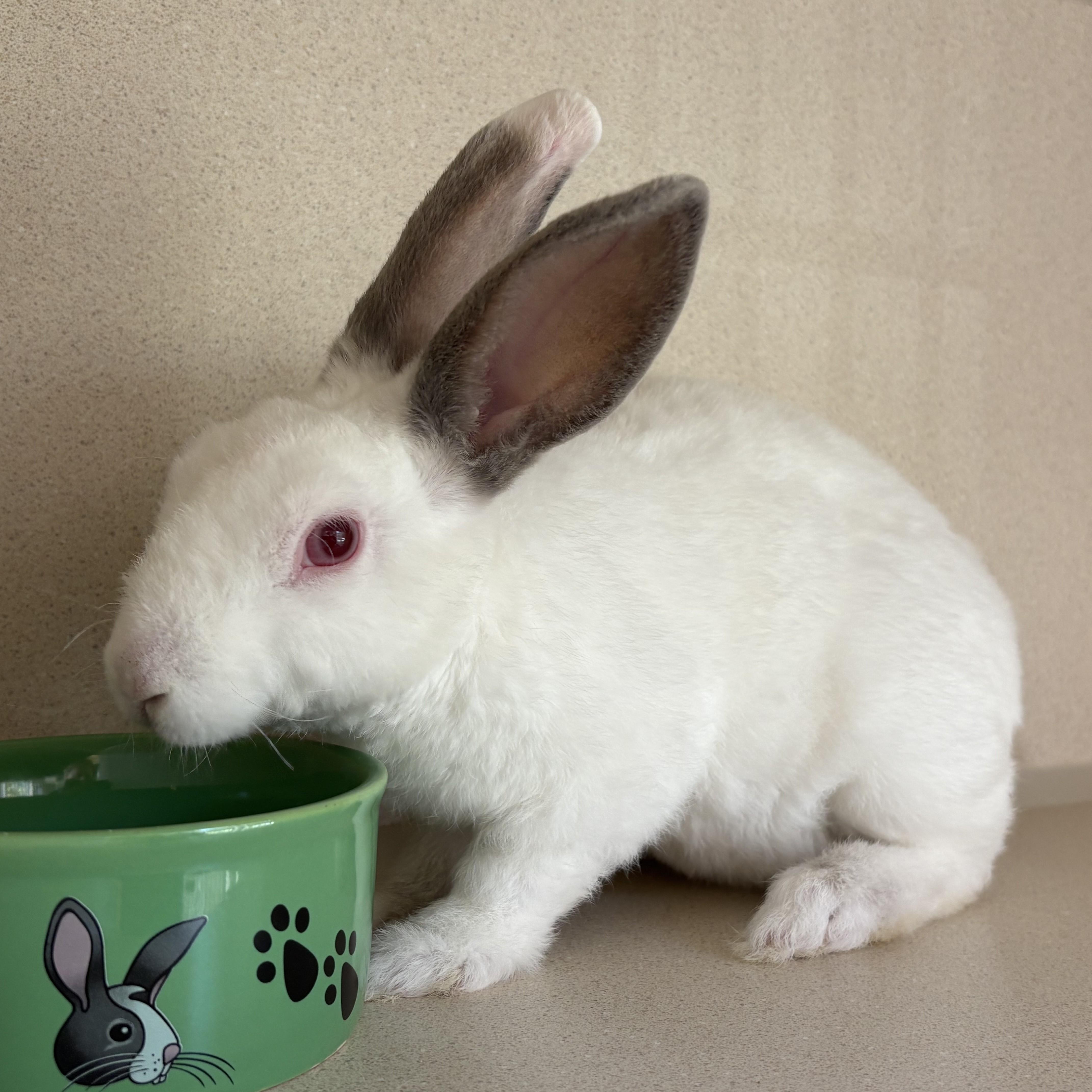 Enlarge Tommy "The Wire" Fritzwitowicz, a Adoptable Bunny Rabbit in Eatontown, NJ image 1/3