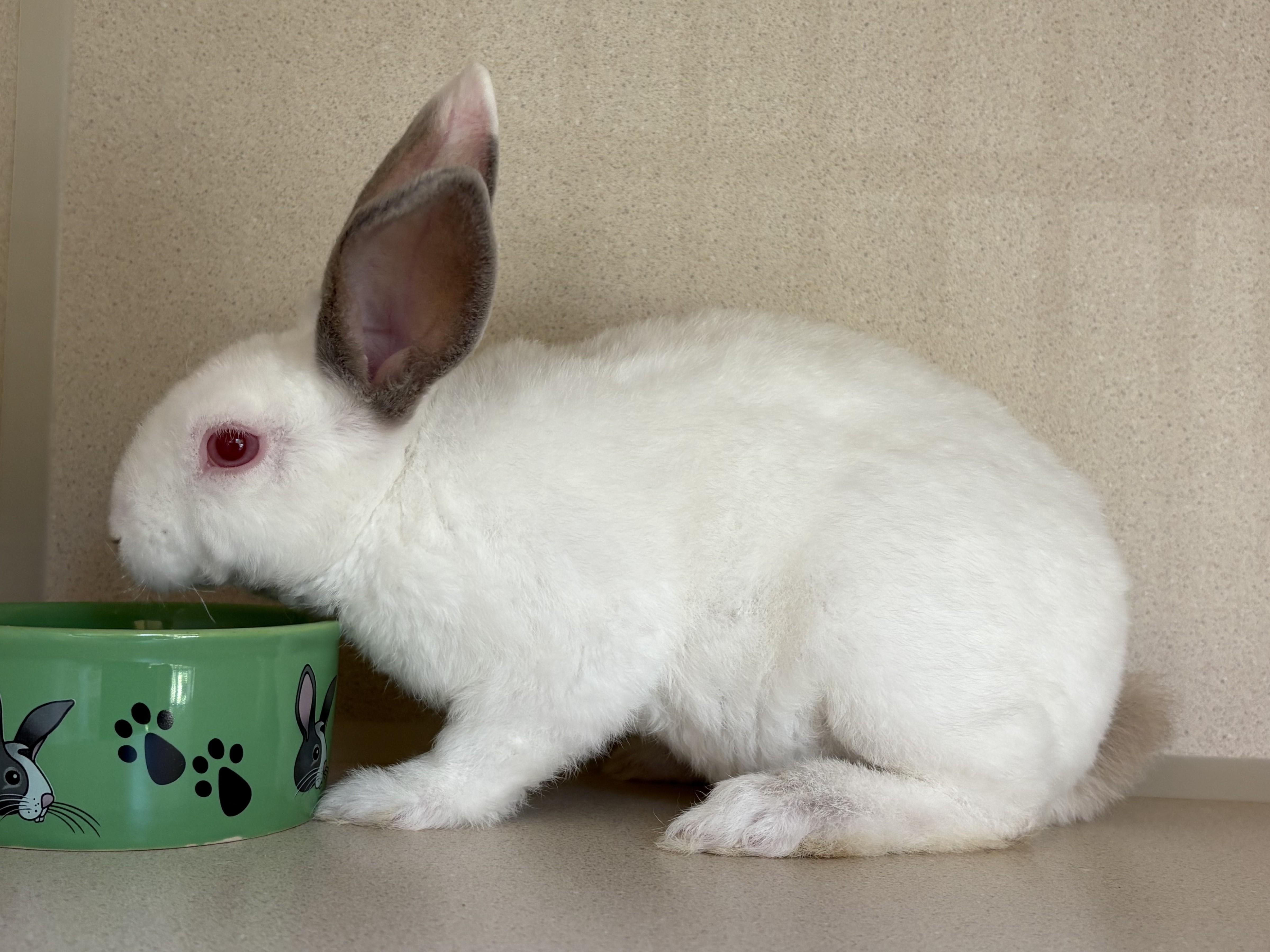 Enlarge Tommy "The Wire" Fritzwitowicz, a Adoptable Bunny Rabbit in Eatontown, NJ image 2/3