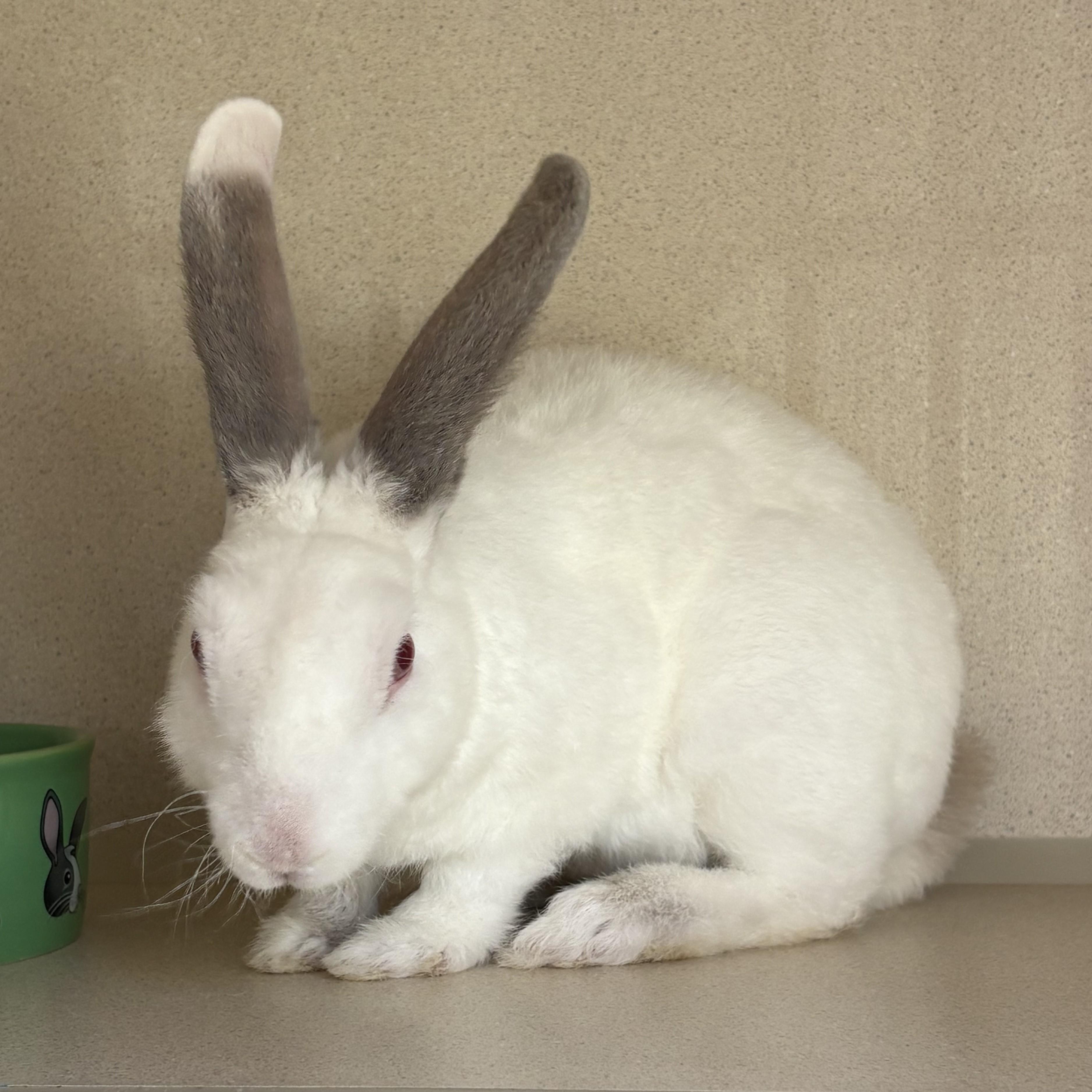 Enlarge Tommy "The Wire" Fritzwitowicz, a Adoptable Bunny Rabbit in Eatontown, NJ image 3/3