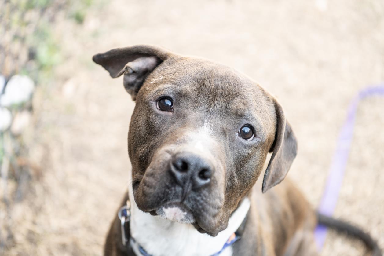 PRANCER**, Adoptable, Young Male Pit Bull Terrier & Mixed Breed.