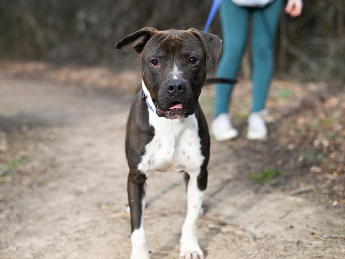 PRANCER**, Adoptable, Young Male Pit Bull Terrier & Mixed Breed.