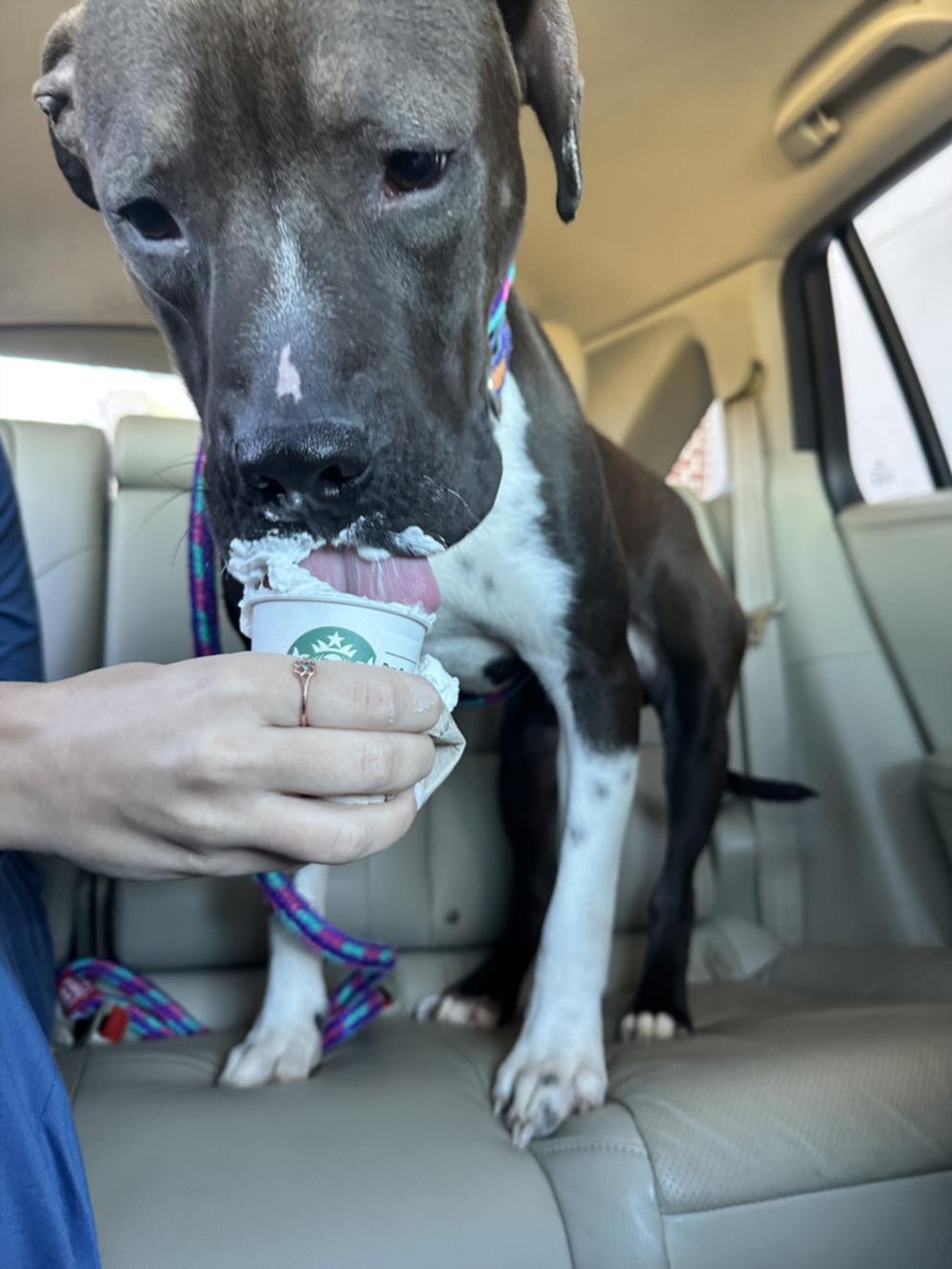 PRANCER**, Adoptable, Young Male Pit Bull Terrier & Mixed Breed.