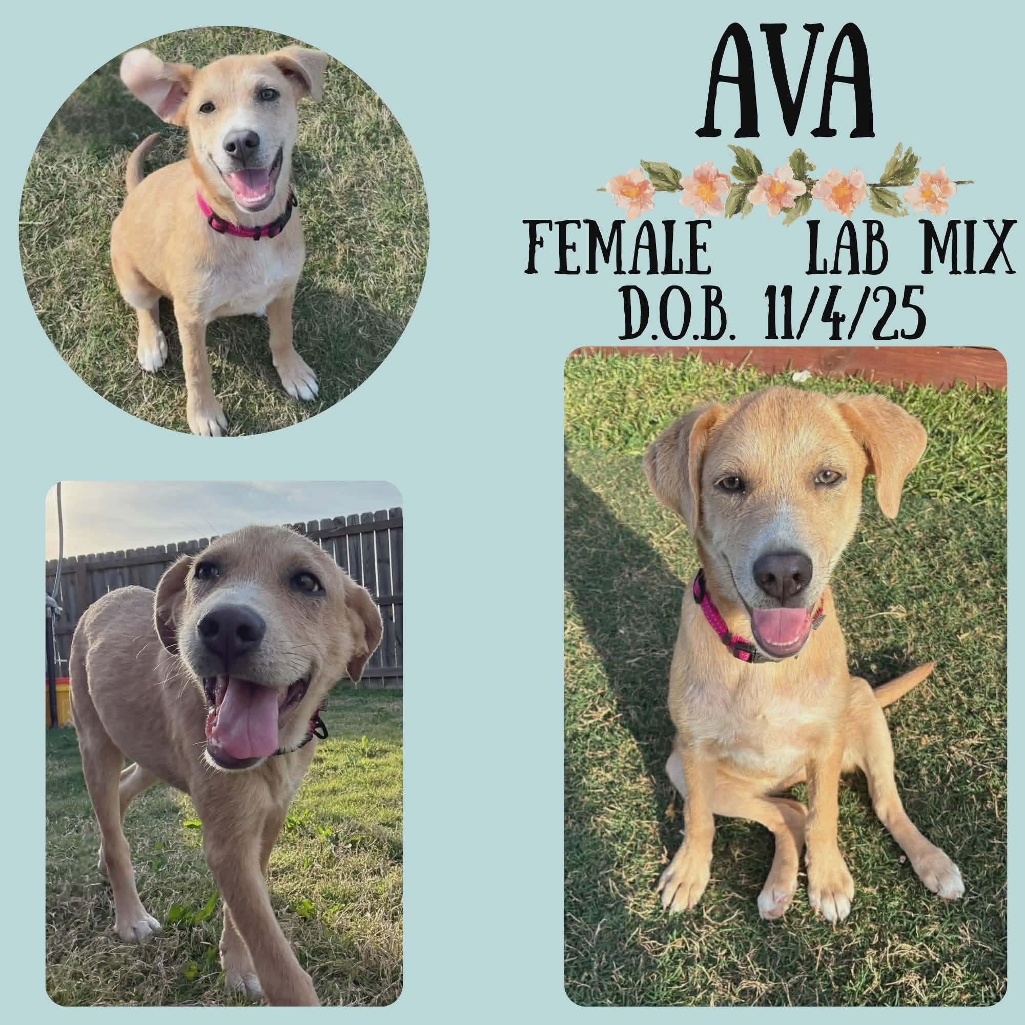 Ava, adopted, Puppy Female Labrador Retriever.