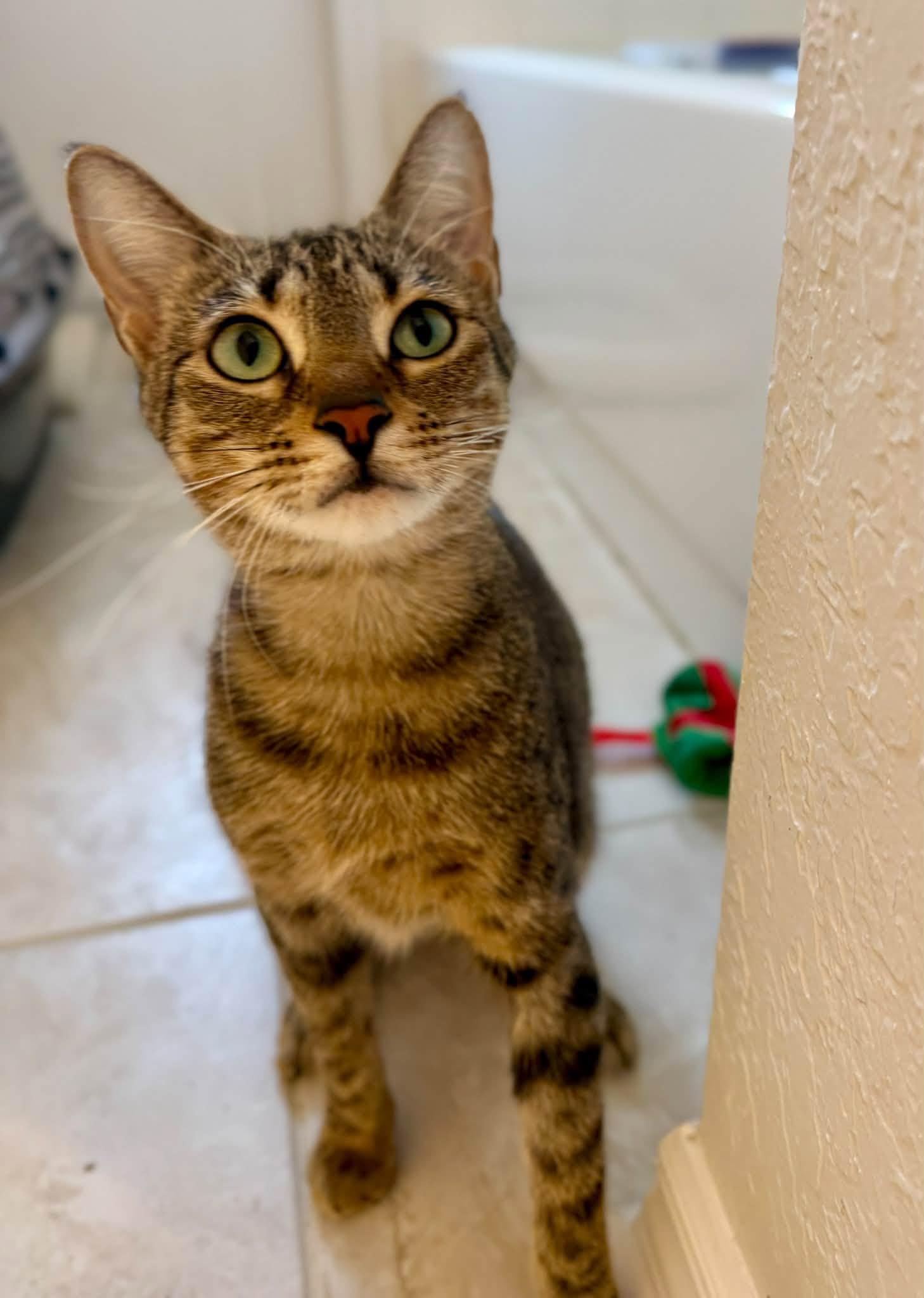 Enlarge Squeaks, a Adoptable Domestic Short Hair in St. Cloud, FL image 1/3