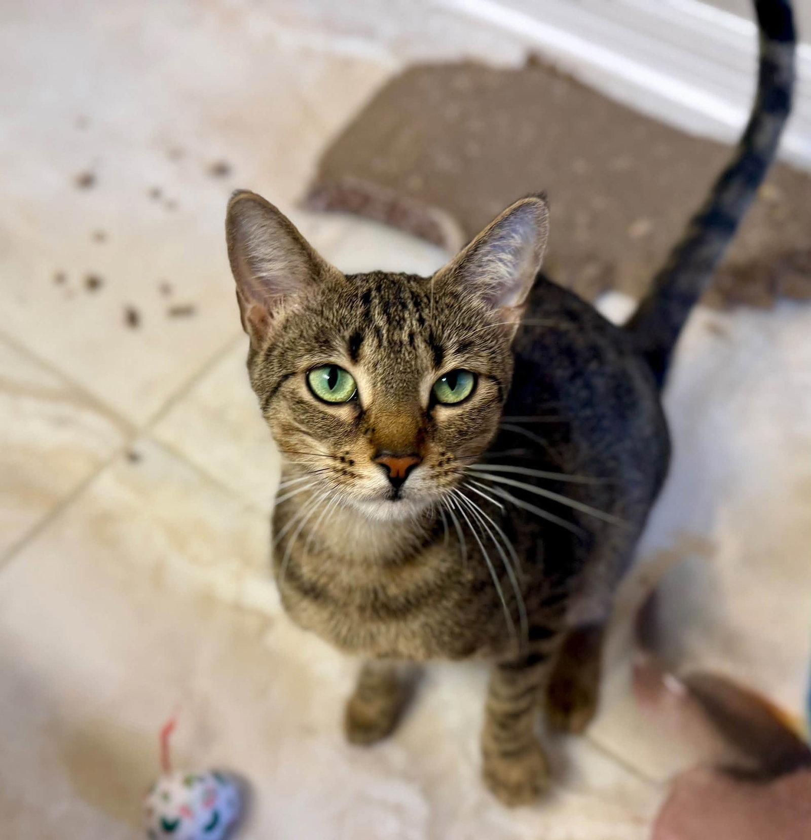 Enlarge Squeaks, a Adoptable Domestic Short Hair in St. Cloud, FL image 2/3