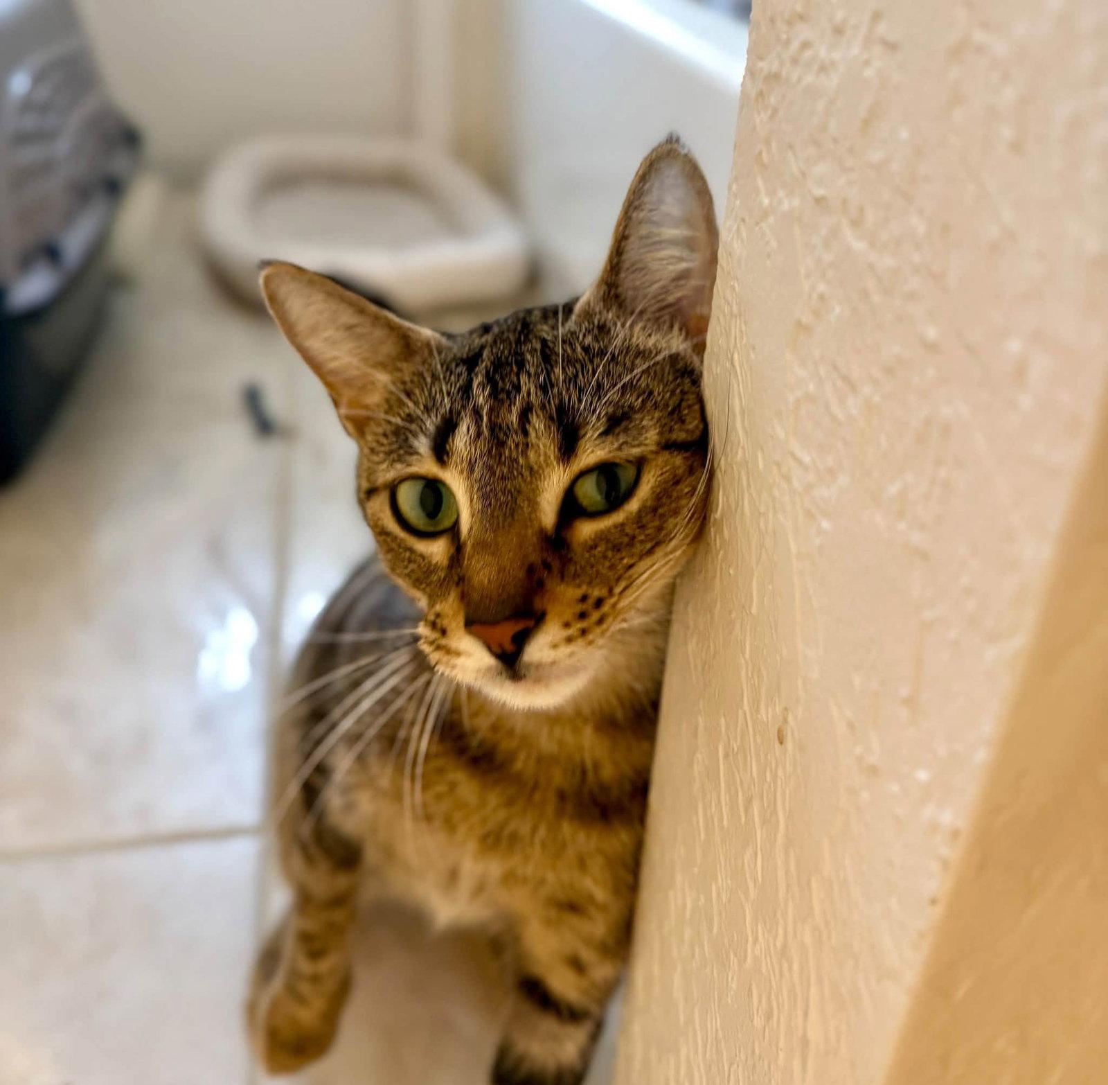 Enlarge Squeaks, a Adoptable Domestic Short Hair in St. Cloud, FL image 3/3