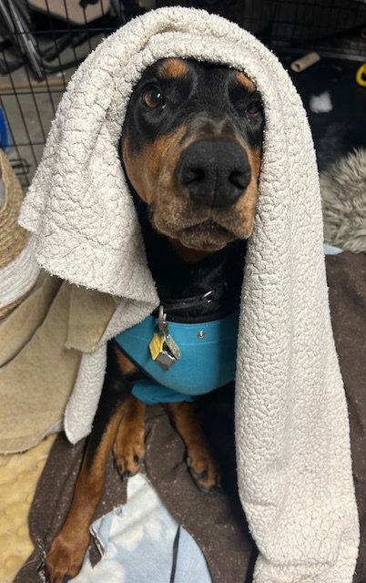 Enlarge Remi, Luna, a Adopted Doberman Pinscher in Aurora, OH image 3/3