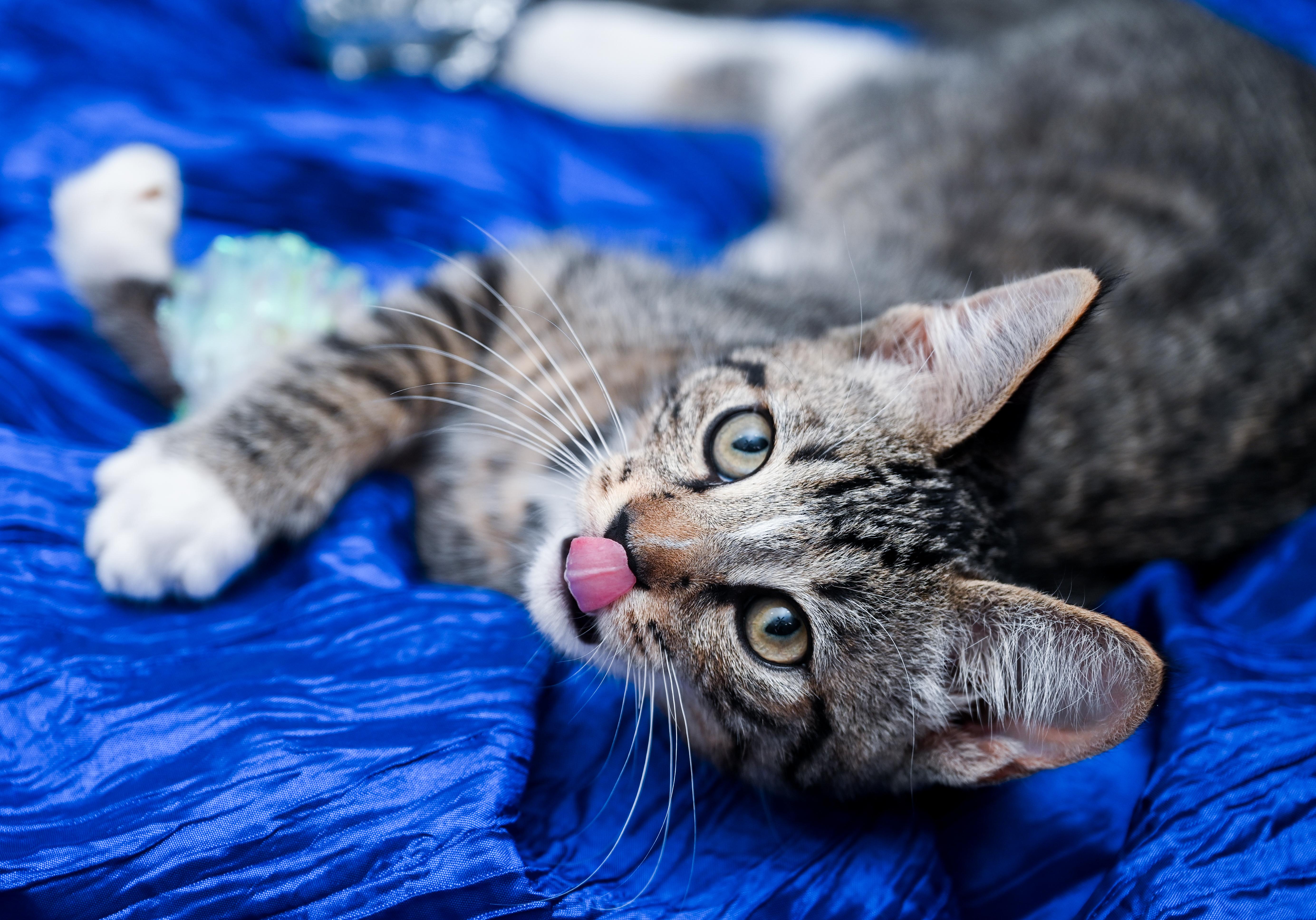 Enlarge Berlioz, a Adoptable mixed breed in Chattanooga, TN image 3/5