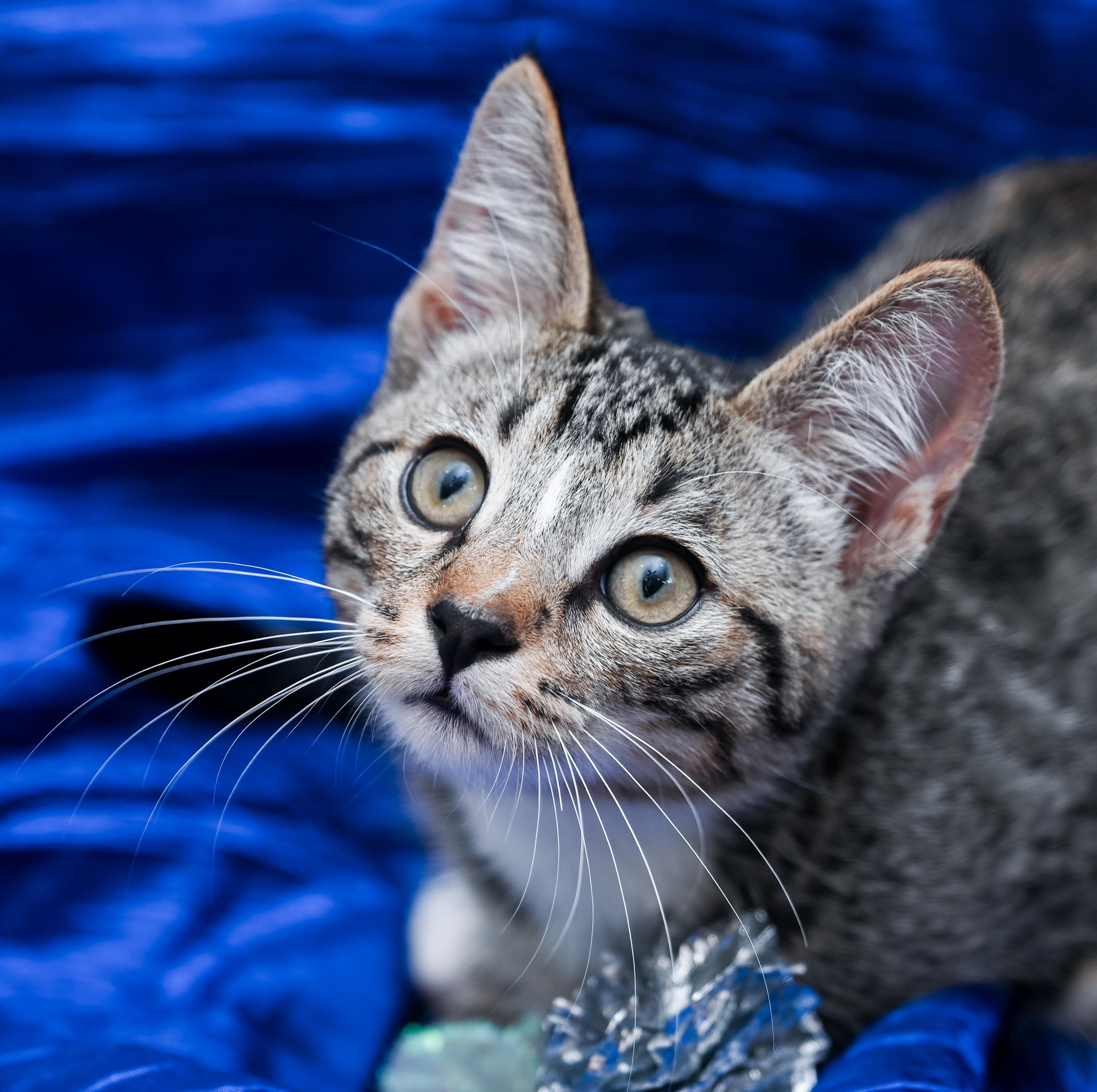 Enlarge Berlioz, a Adoptable mixed breed in Chattanooga, TN image 5/5