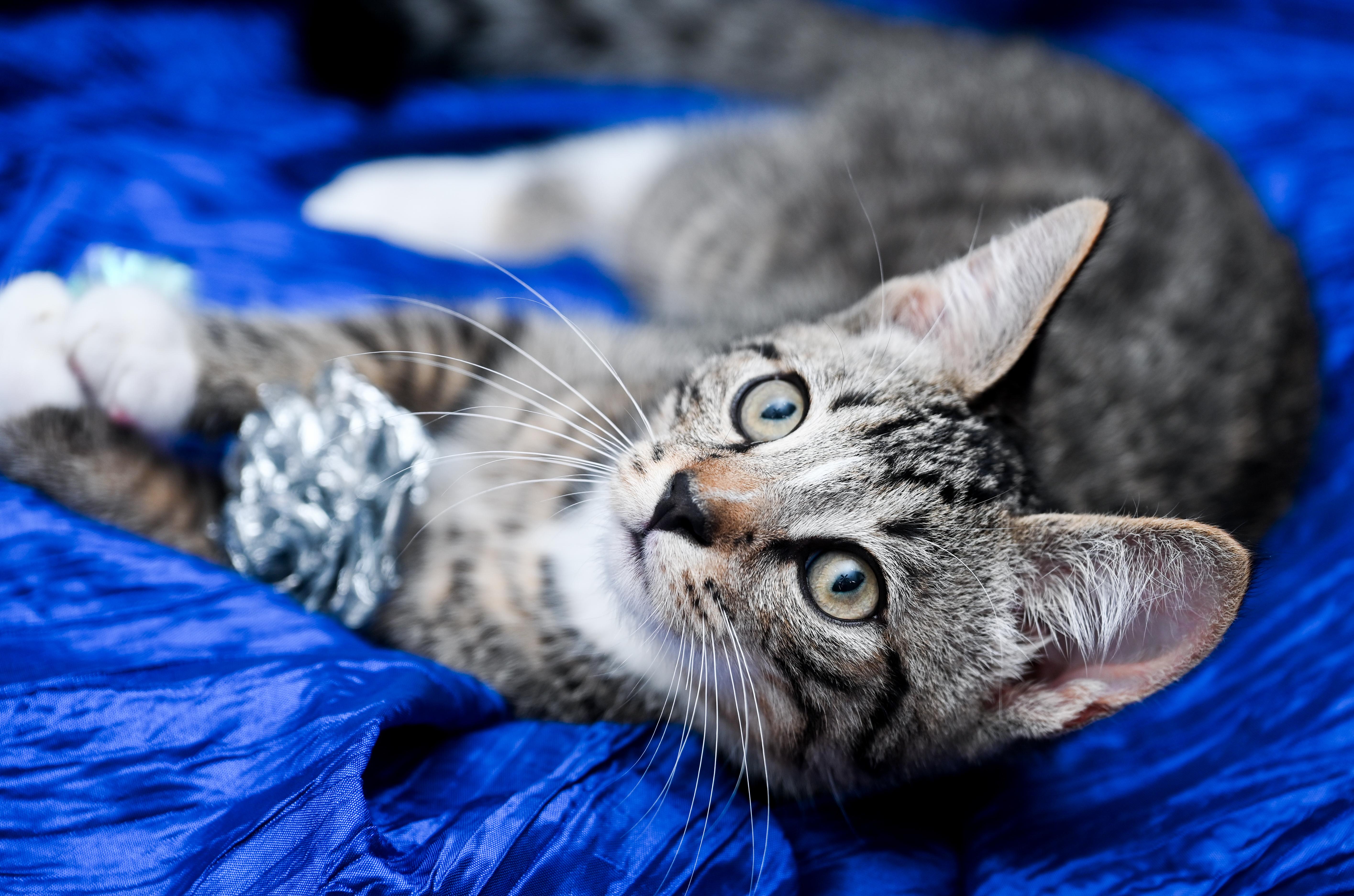 Enlarge Berlioz, a Adoptable mixed breed in Chattanooga, TN image 2/5