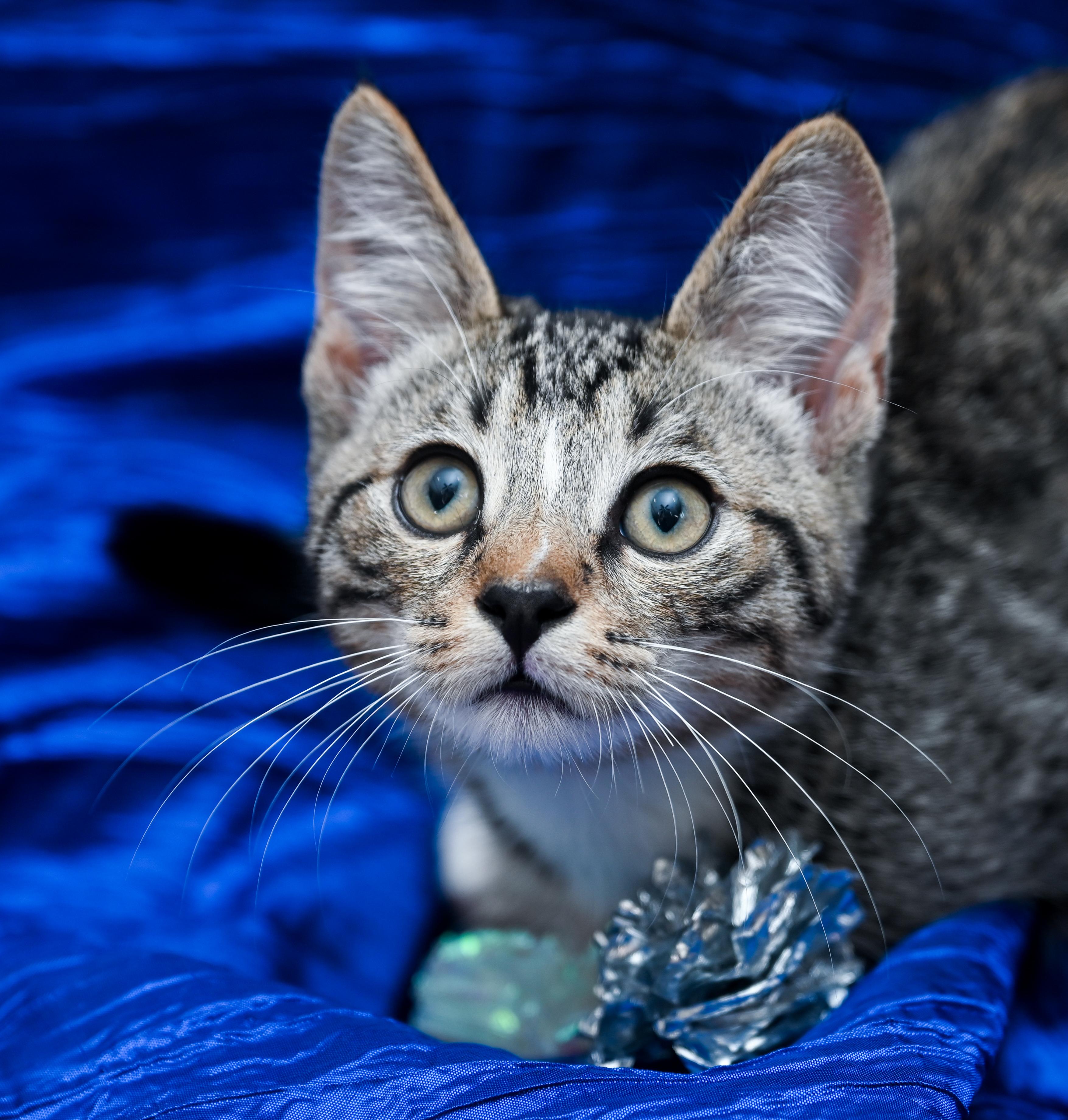 Enlarge Berlioz, a Adoptable mixed breed in Chattanooga, TN image 4/5