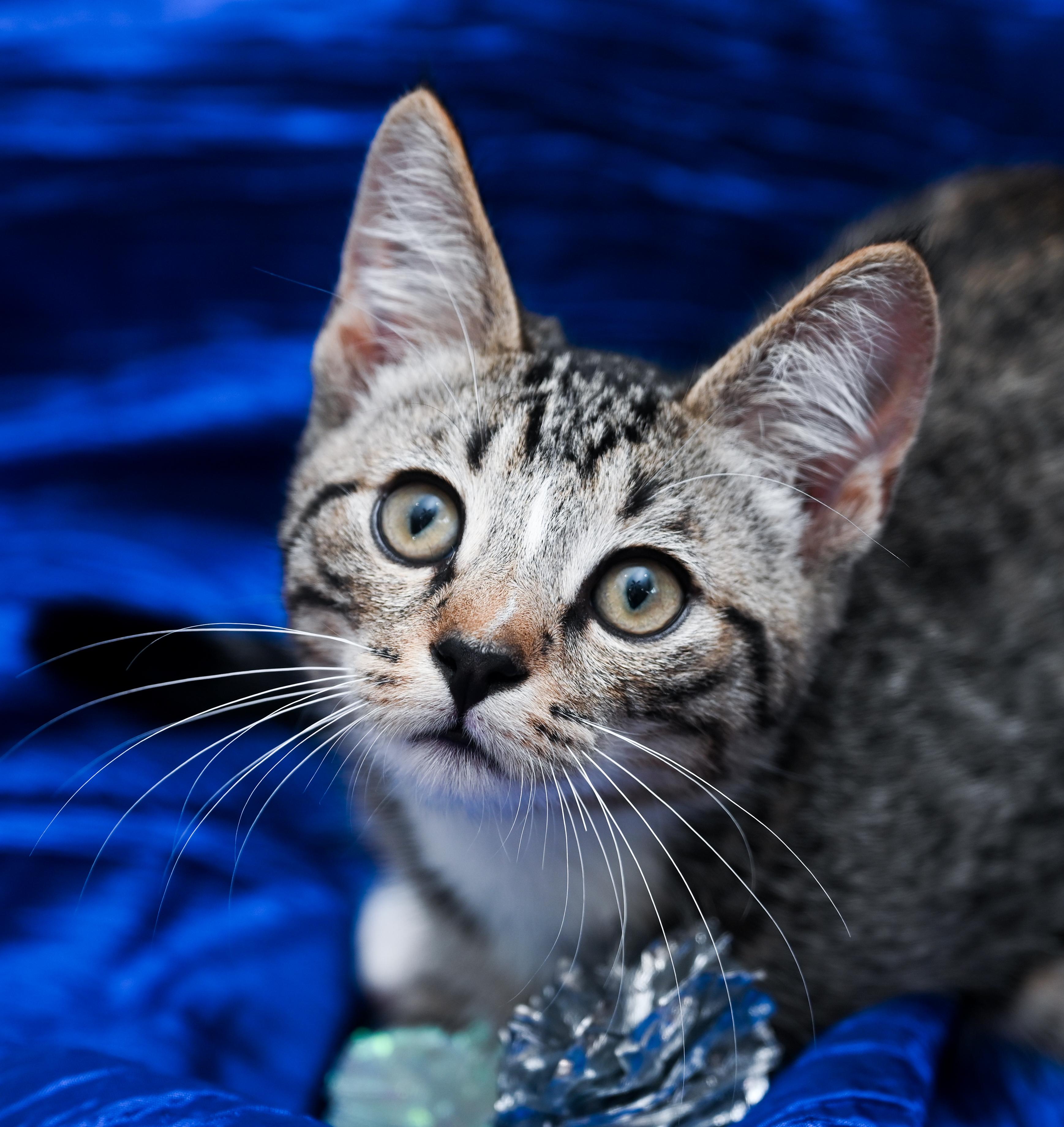 Enlarge Berlioz, a Adoptable mixed breed in Chattanooga, TN image 1/5