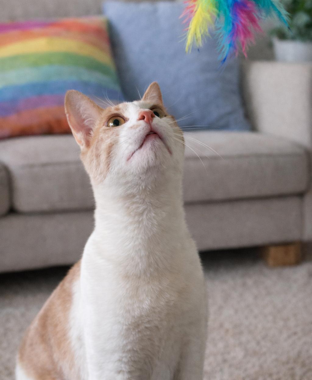 Enlarge Lime, a Adoptable Domestic Short Hair in Phelan, CA image 2/6