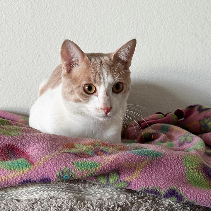 Enlarge Lime, a Adoptable Domestic Short Hair in Phelan, CA image 2/6