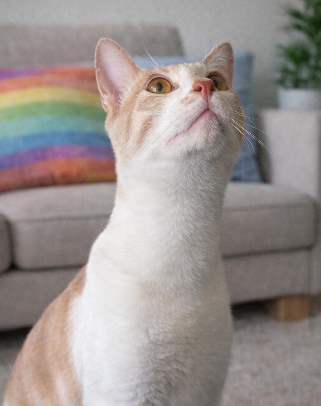 Enlarge Lime, a Adoptable Domestic Short Hair in Phelan, CA image 6/6