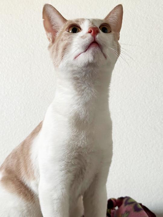 Enlarge Lime, a Adoptable Domestic Short Hair in Phelan, CA image 4/6