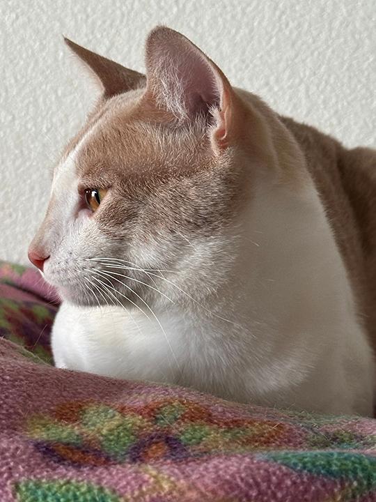 Enlarge Lime, a Adoptable Domestic Short Hair in Phelan, CA image 5/6