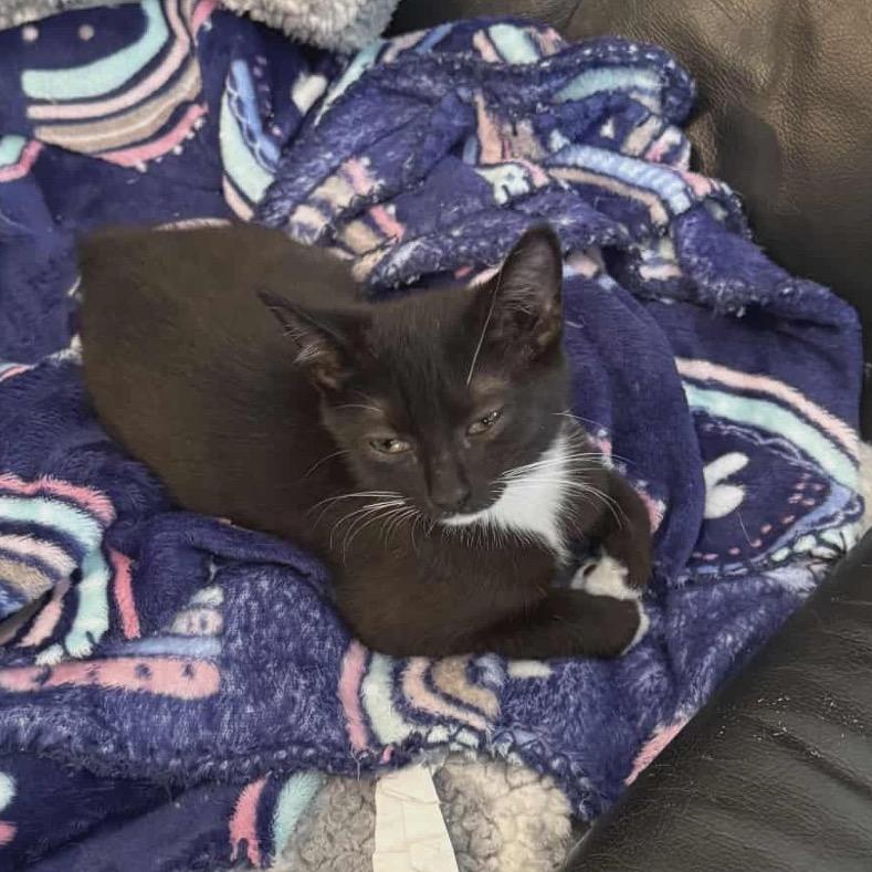 Firefly, Adoptable, Kitten Female Domestic Short Hair.