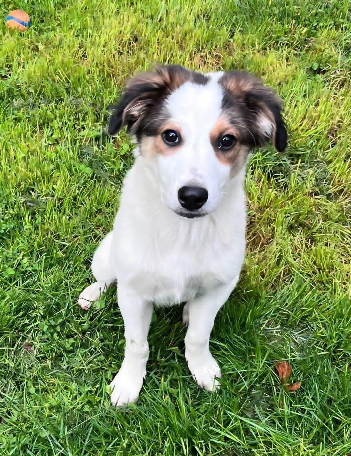 Enlarge Avera, an adopted mixed breed in Salamanca, NY image 1/1