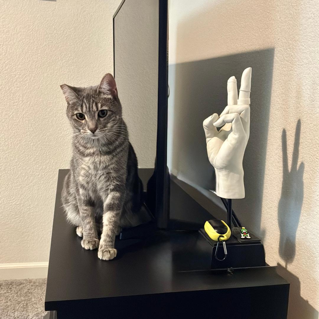 Josette, Adoptable, Young Female Tabby & Domestic Short Hair.
